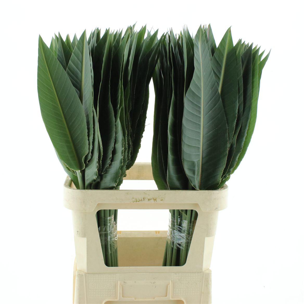 Strelitzia Leafs