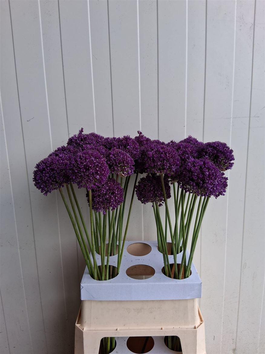 Allium Ambassador