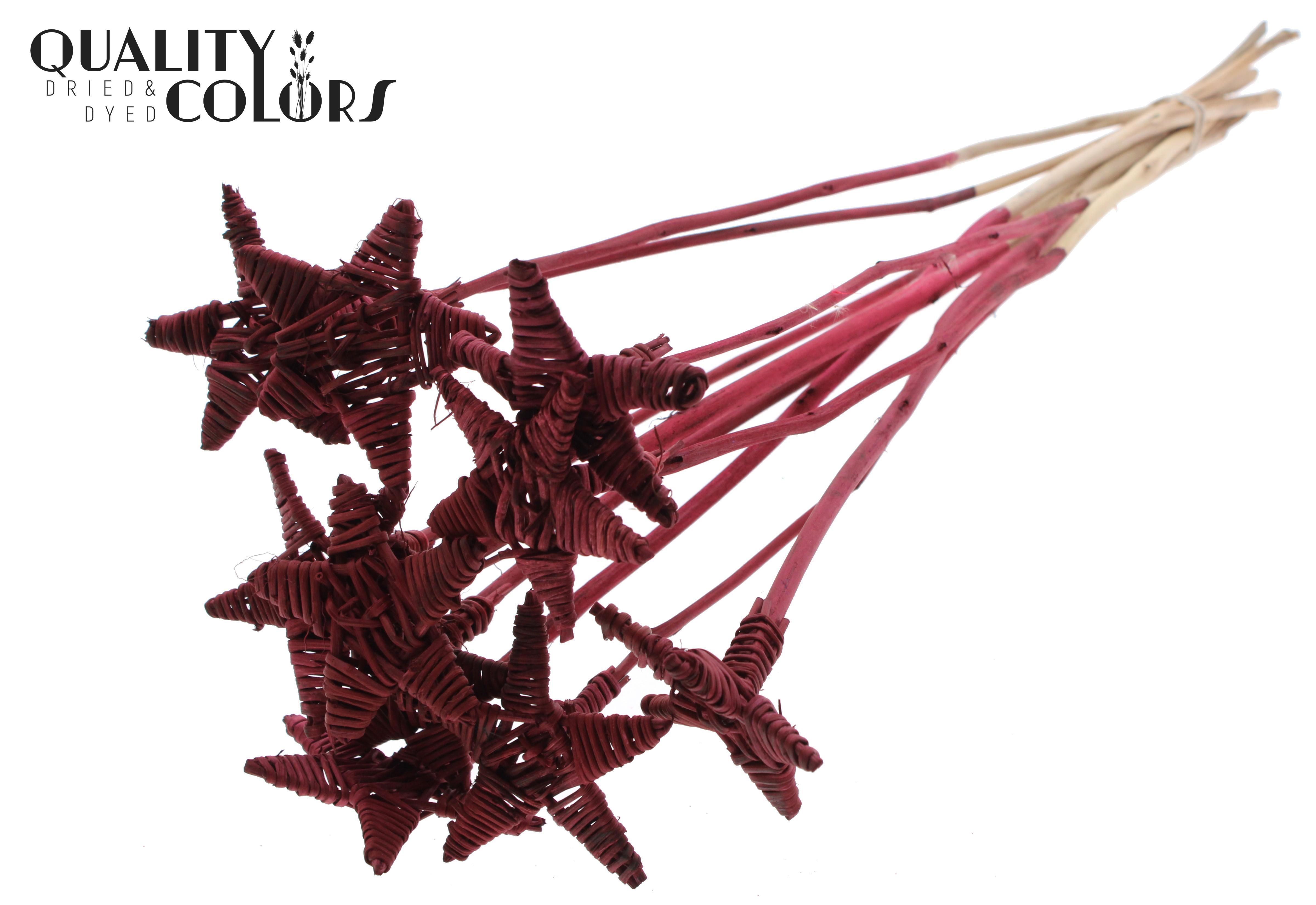 Lata Star Burgundy 50cm