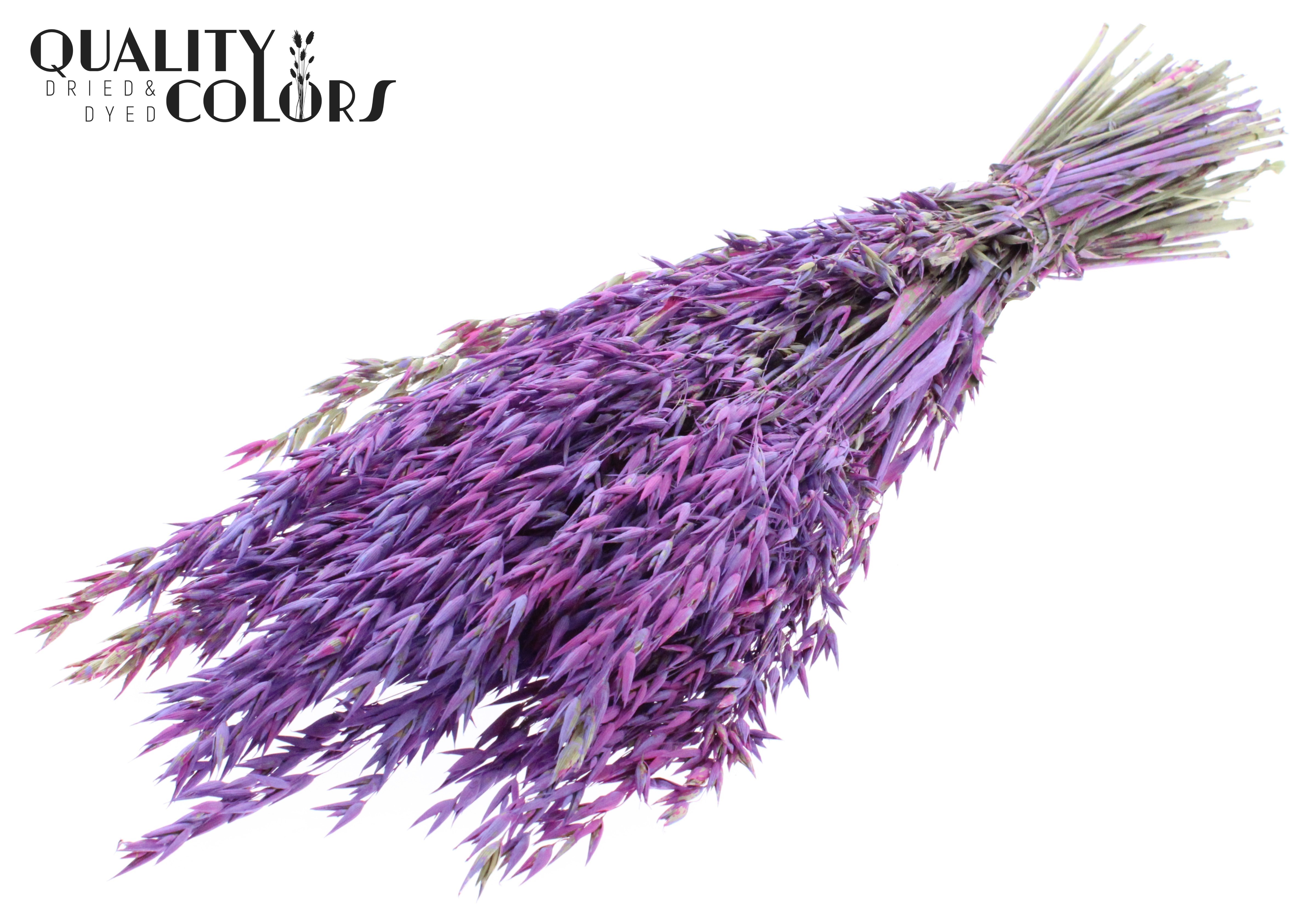 Avena Milka Mix Per Bunch 60cm