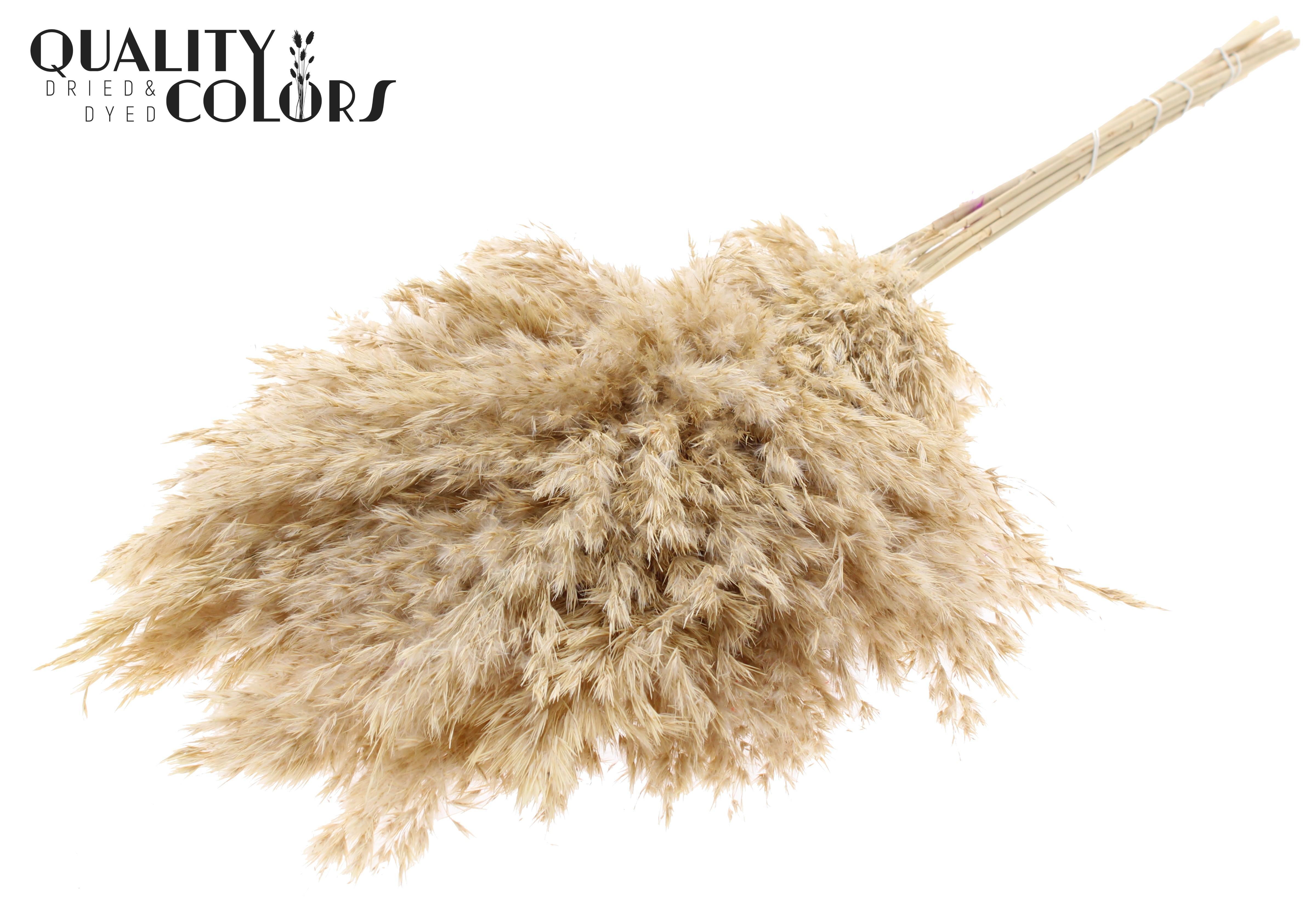 Pampas Grass Bleached Per Bunch 70cm