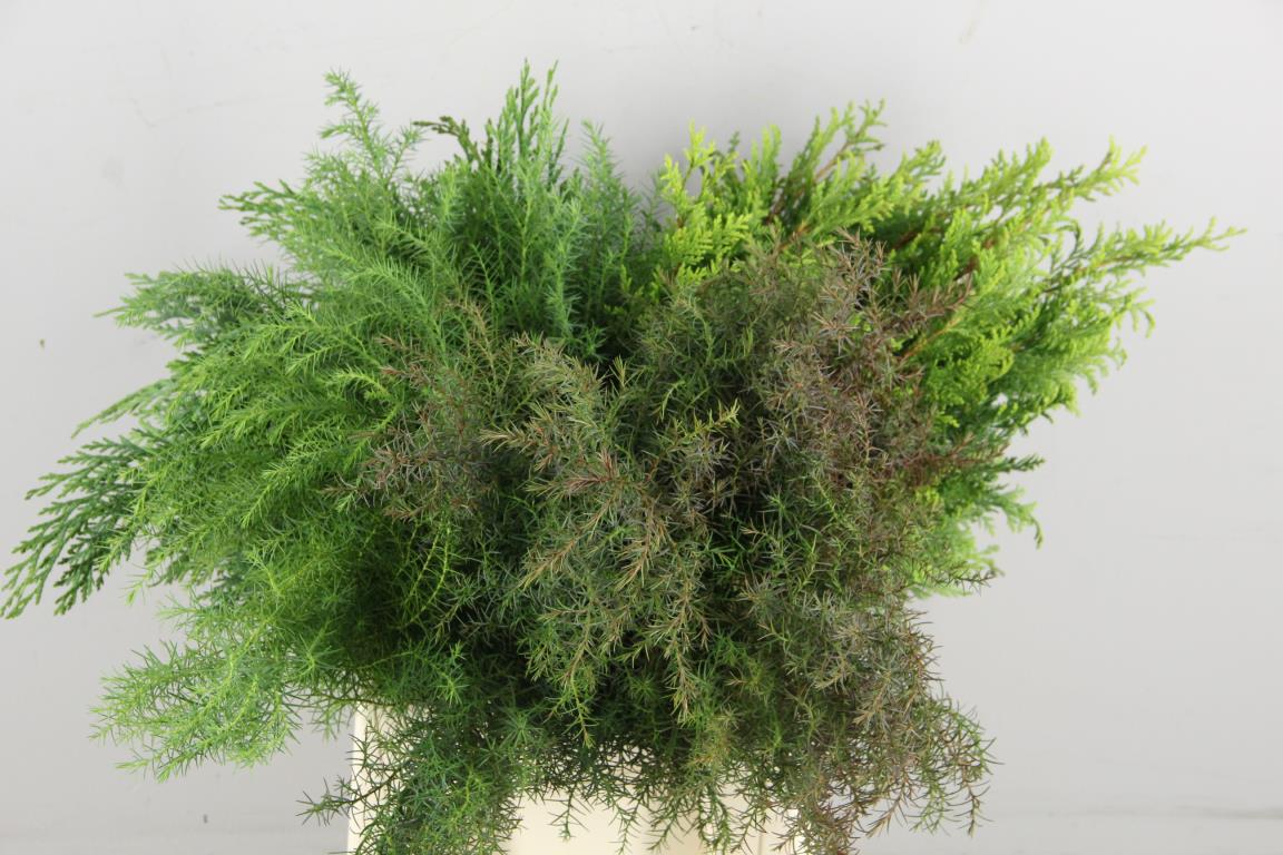Coniferen Mix Per Bunch 50cm