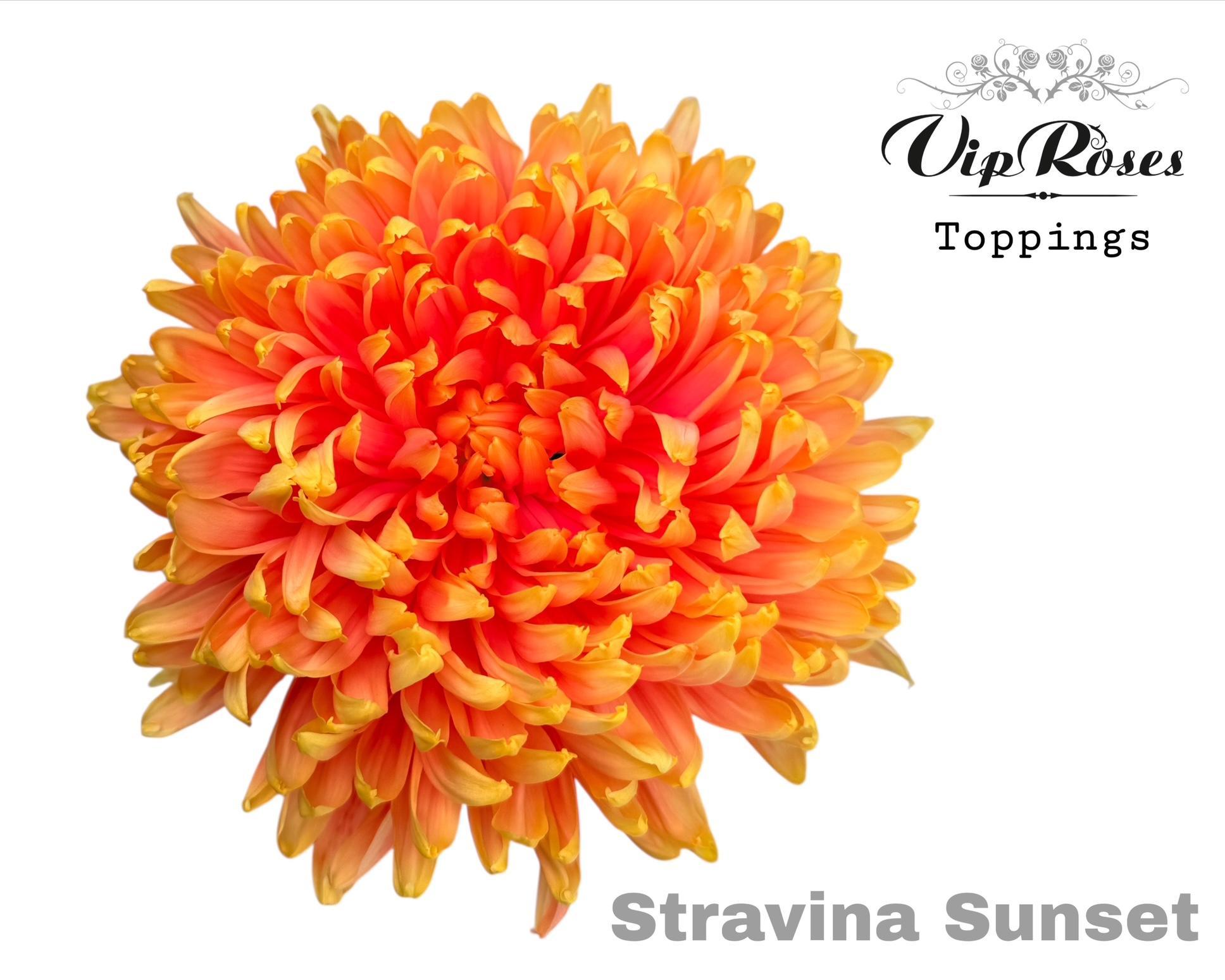 Chr G Stravina Sunset 65 cm