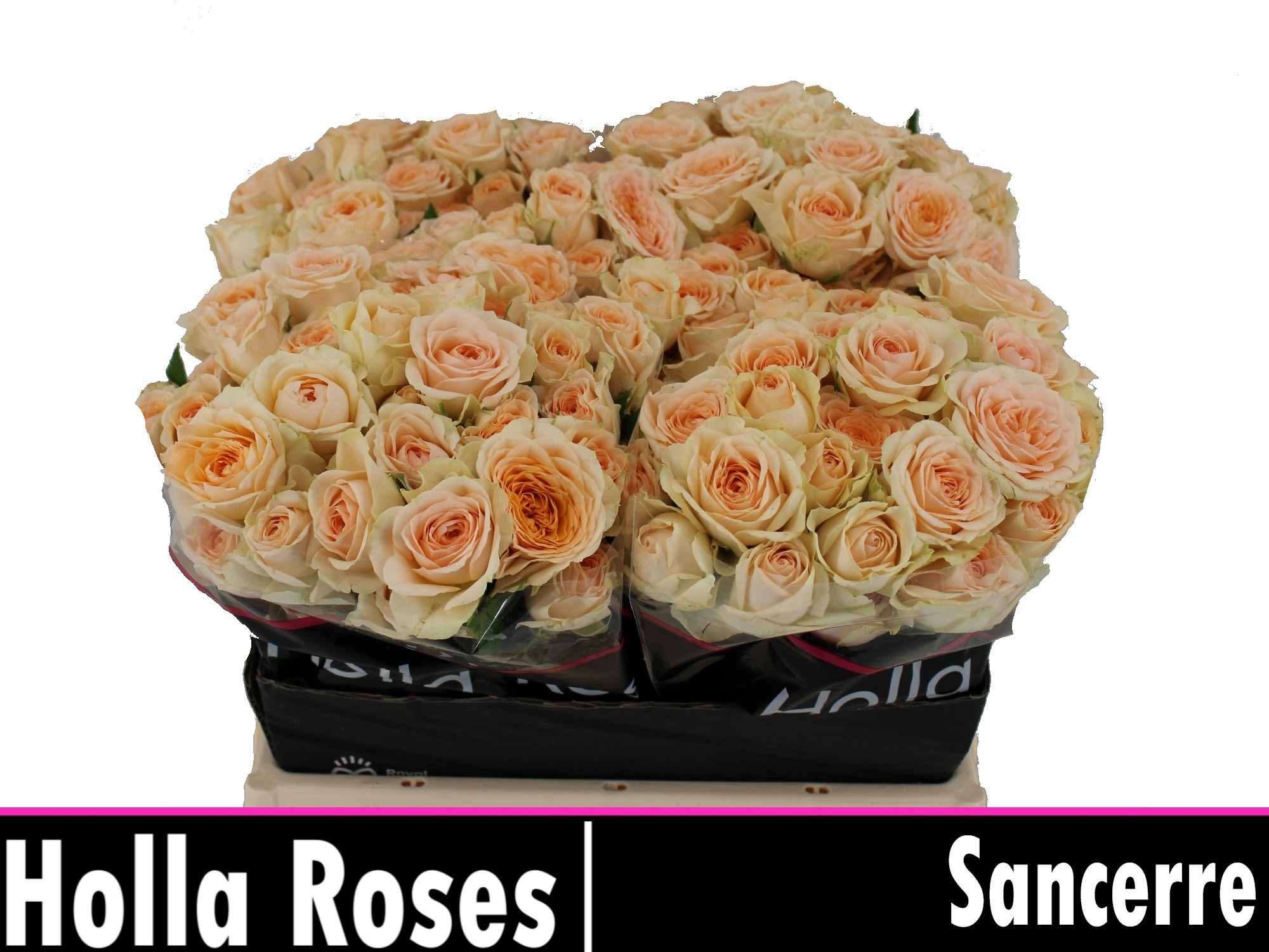 Rosa Spr Sancerre 40cm