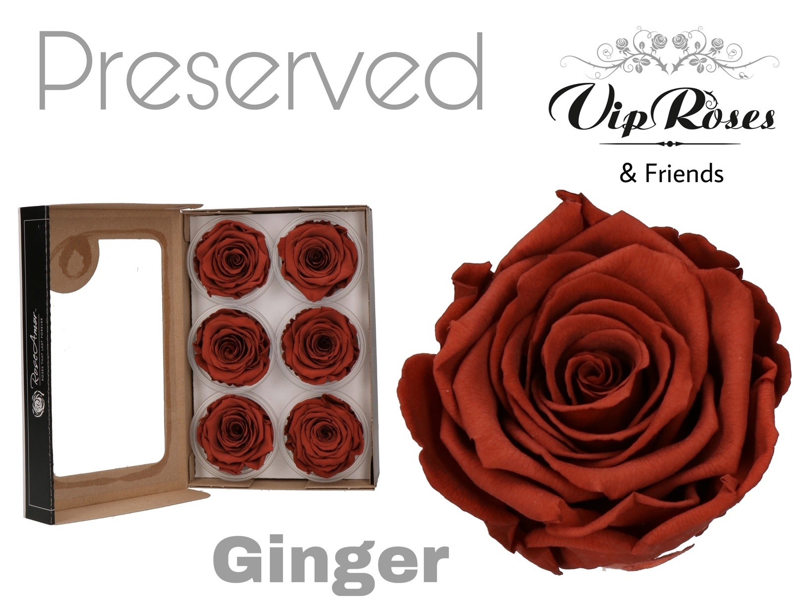 R Preserved Ginger 5 cm