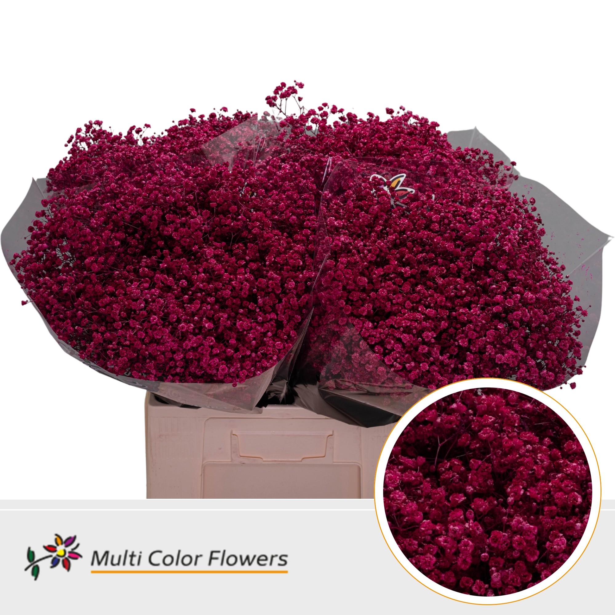 Gypsophila Painted Xlence Erica 70cm