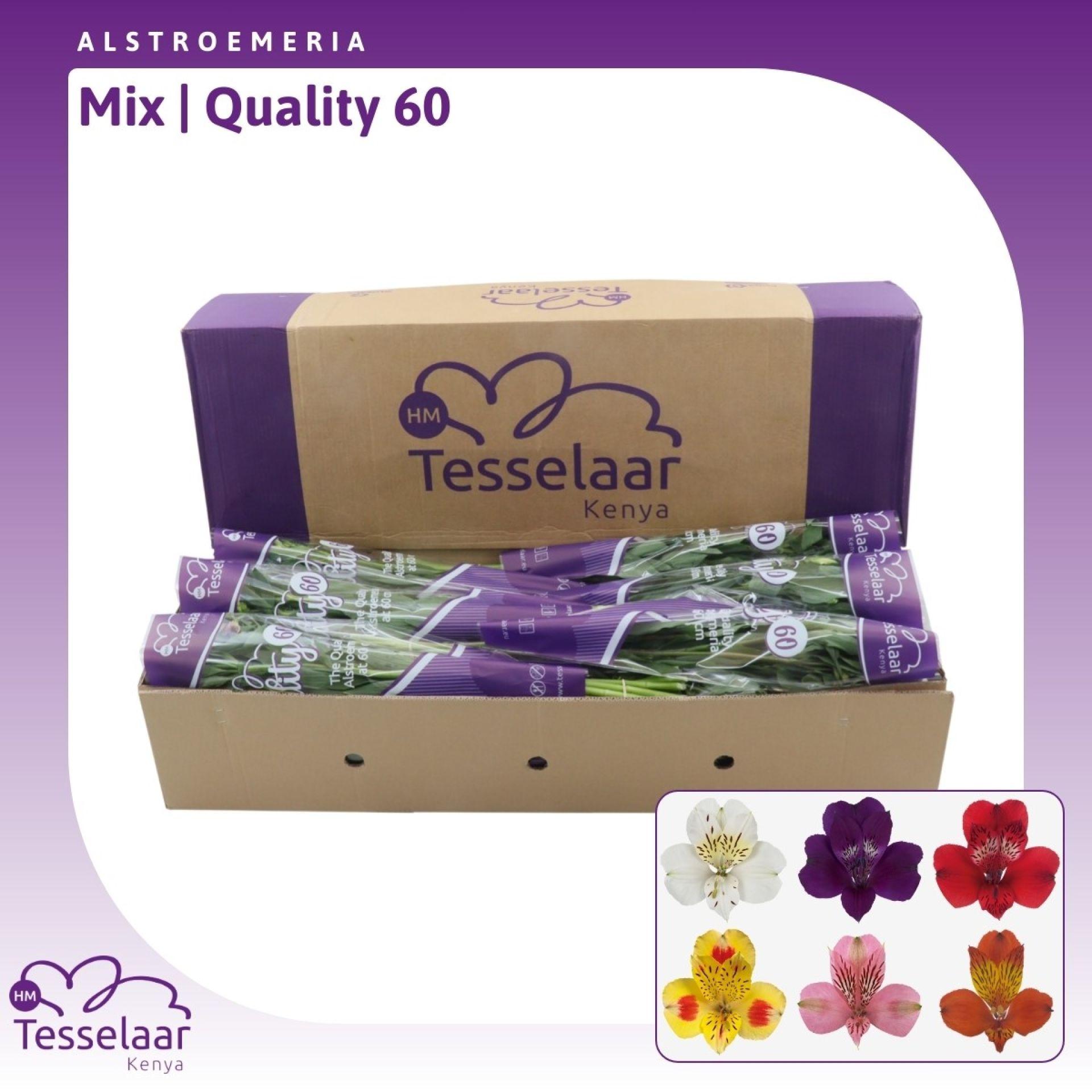 Alstroemeria Mix | Quality 60