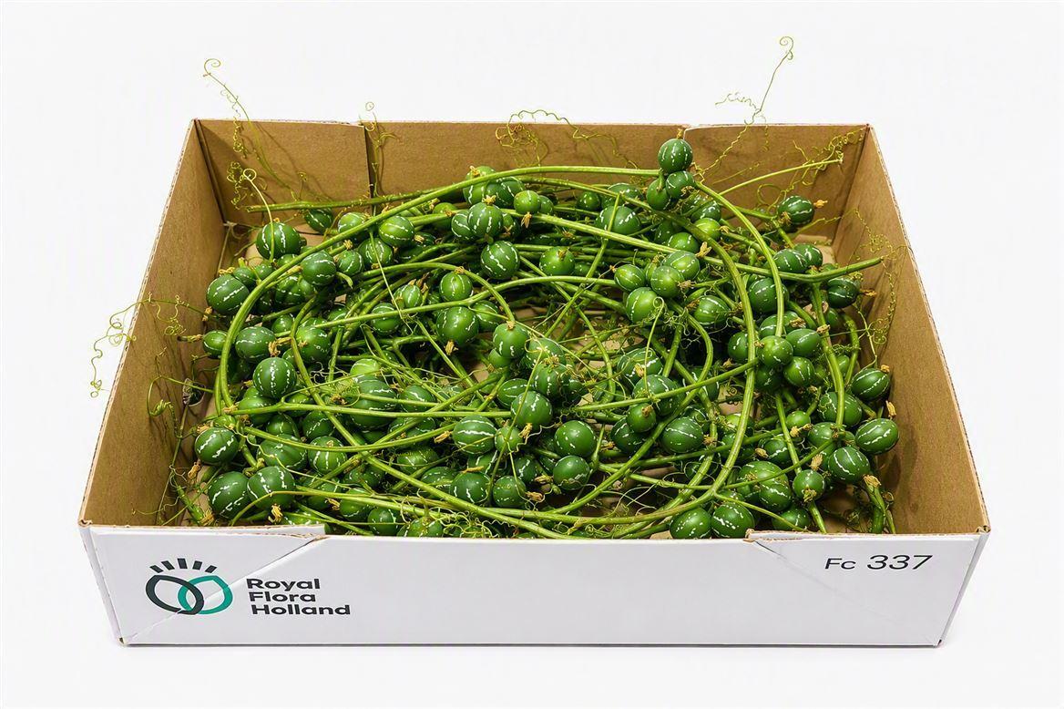 Sier Cuc Diplocyclos P Box