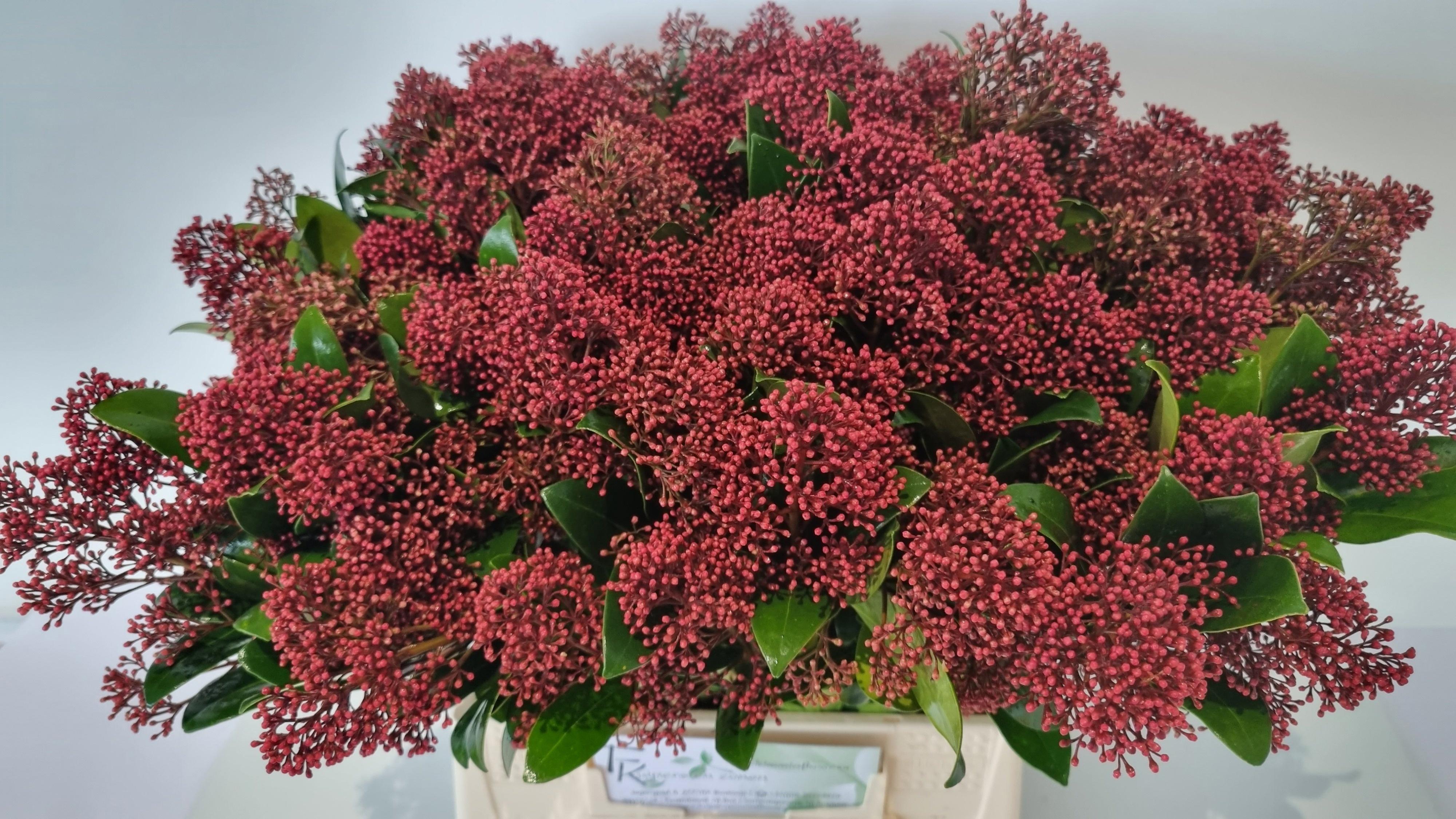Skimmia Japonica Rubella 45cm