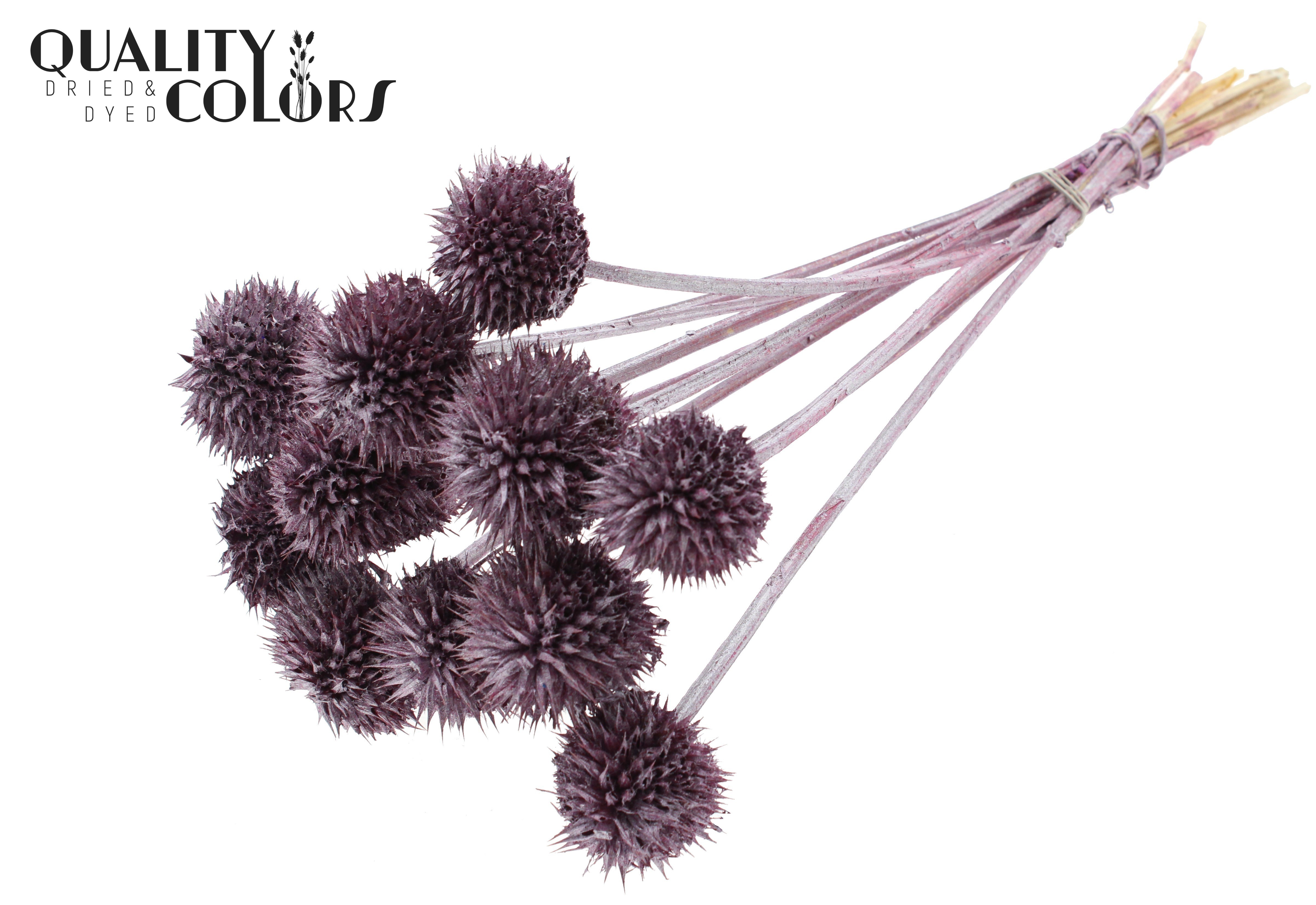 Leonotis Leonurus Metallic Pink Per Bunch 50cm