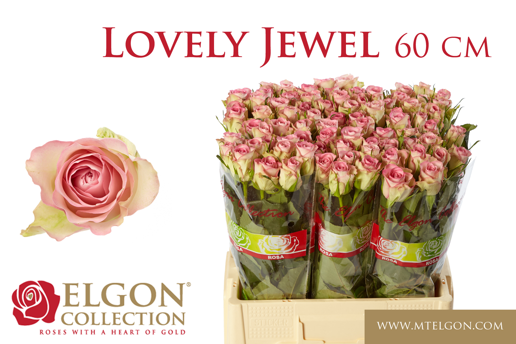 R Gr Lovely Jewel