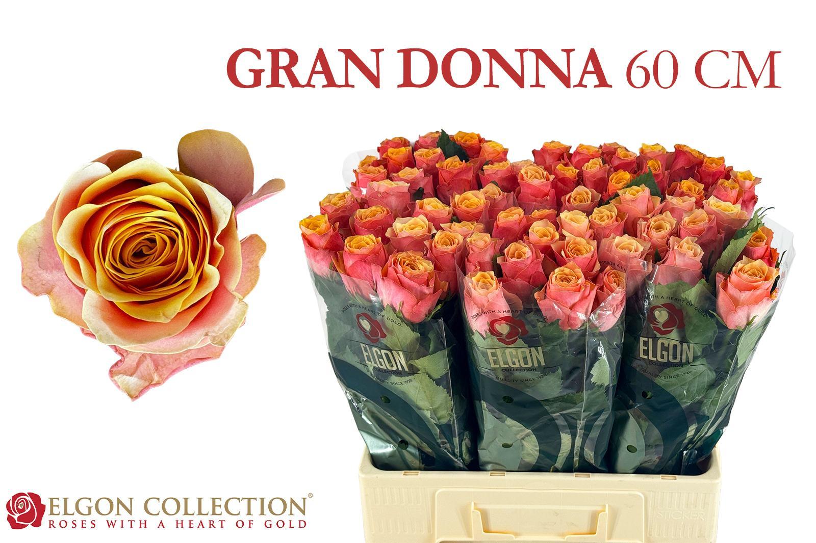 R Gr Gran Donna