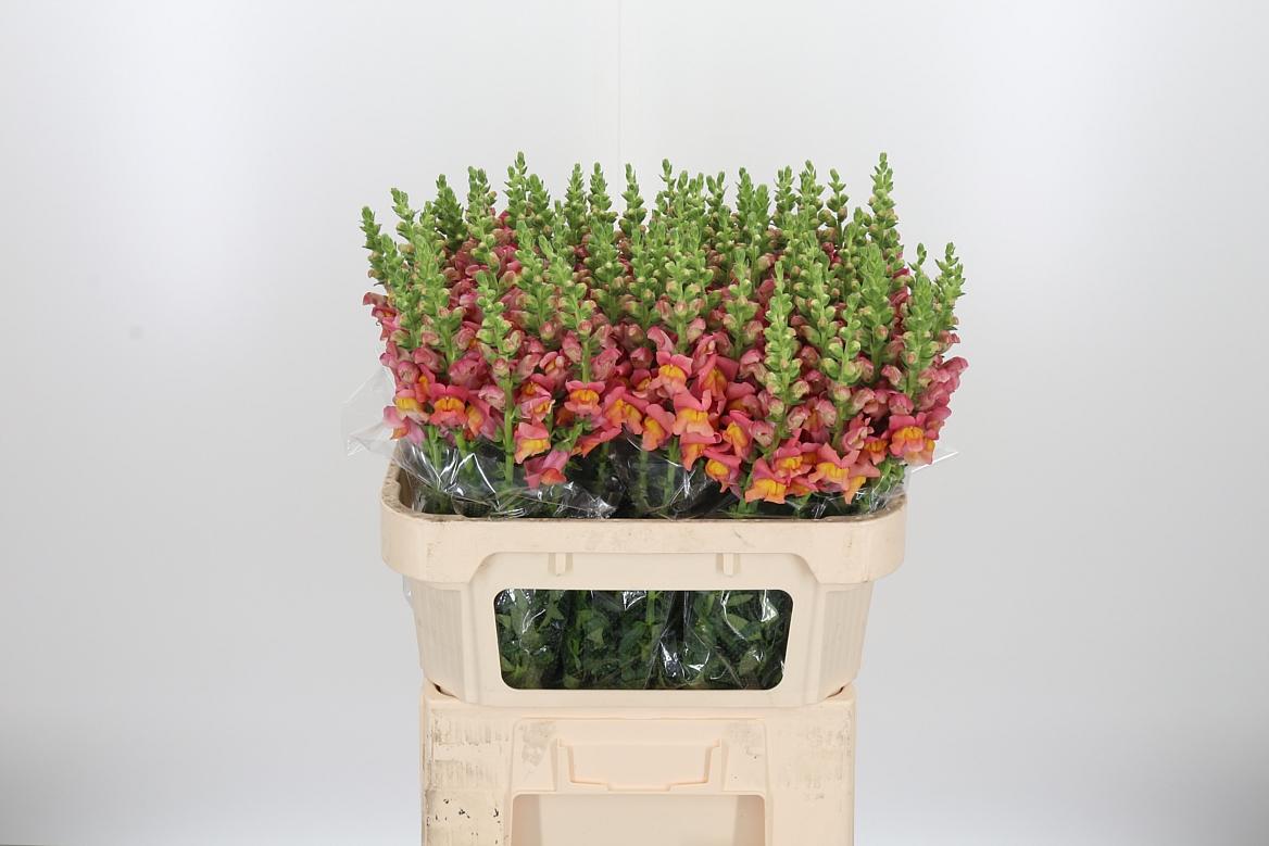 Antirrhinum Po D. Orange