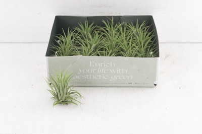 Arr3 Cp Tillandsia Ionantha Groen X20