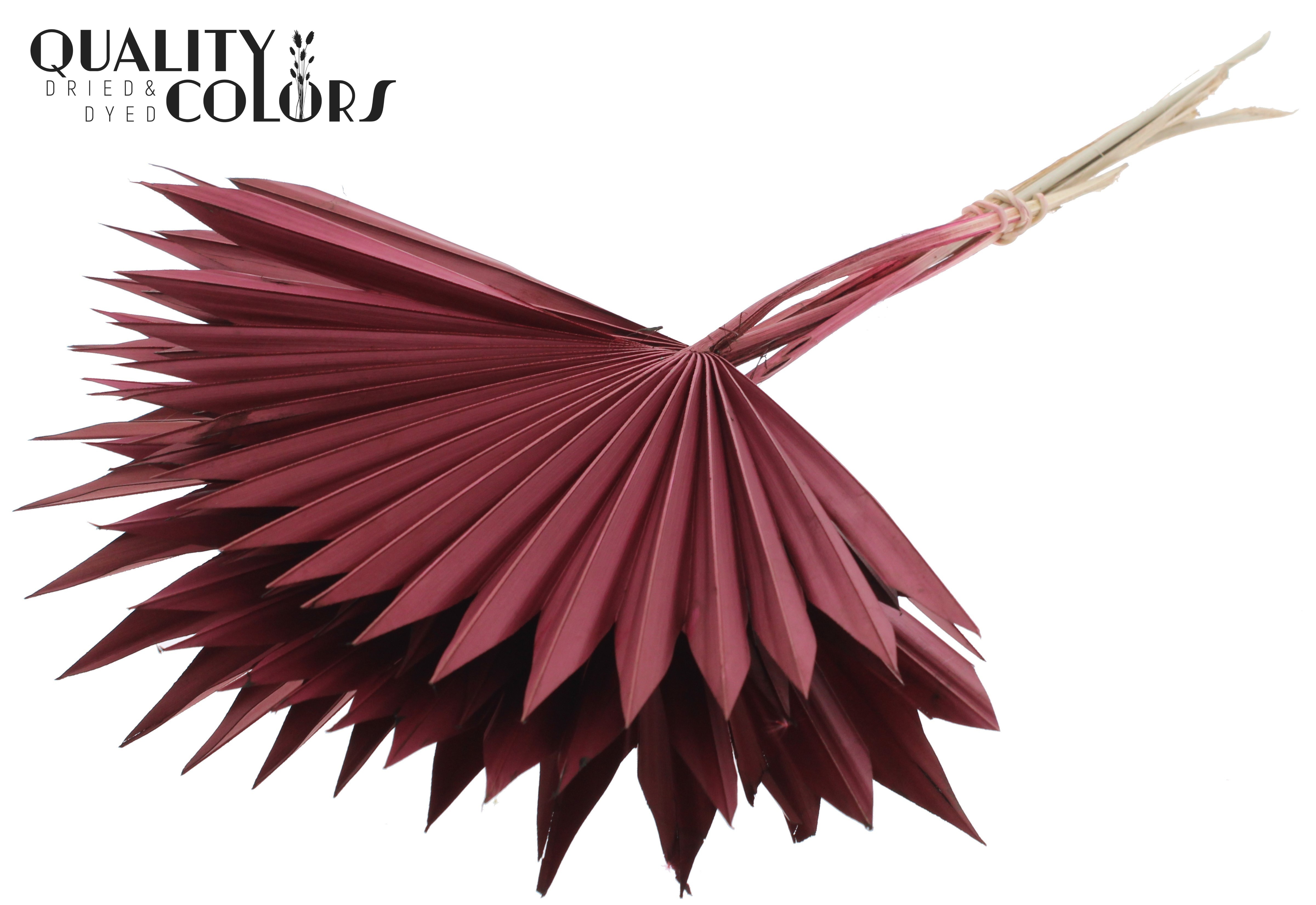 Palm Sun Burgundy 50cm