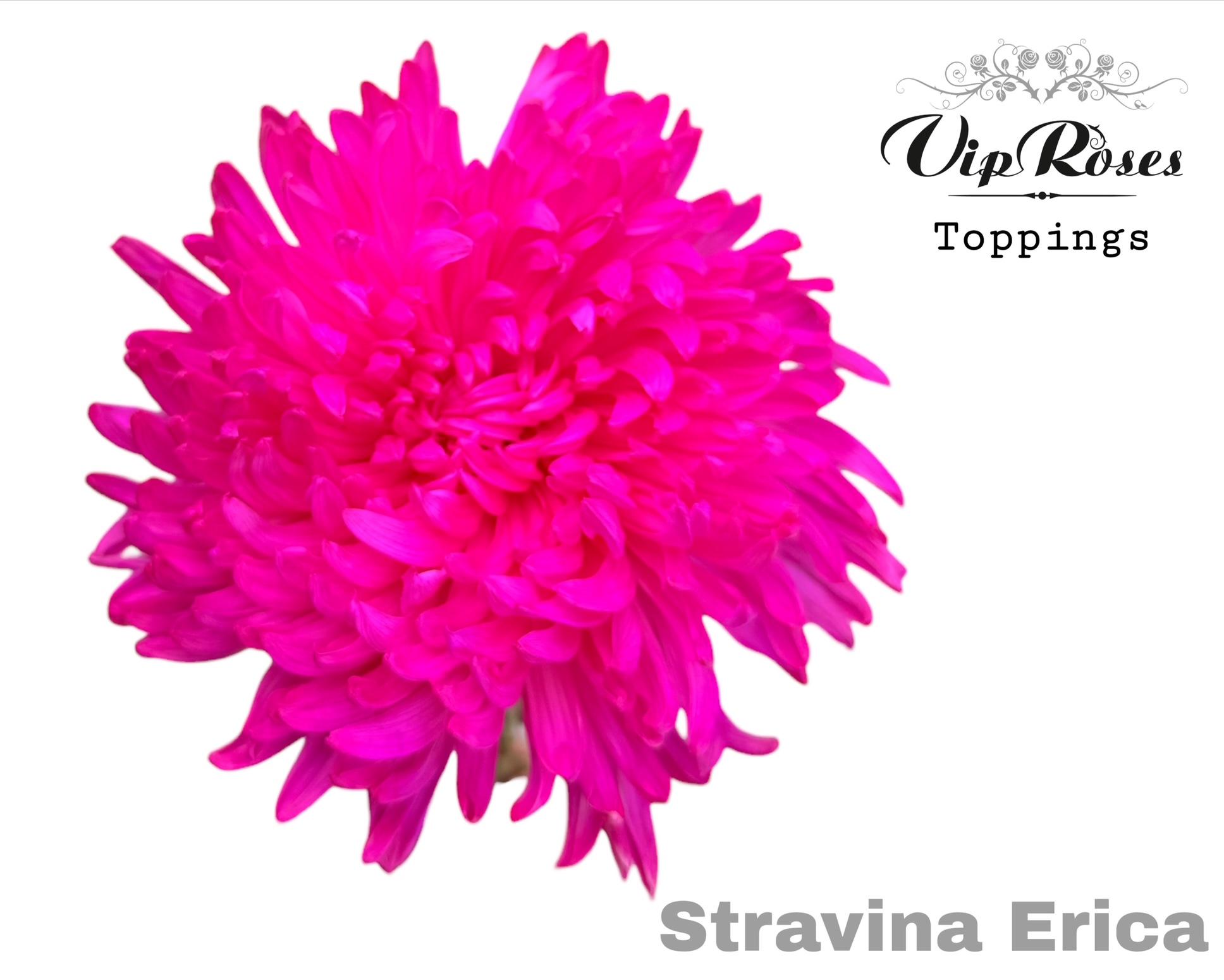 Chr G Stravina Erica 65 cm