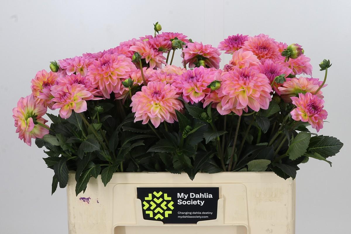 Dahlia Esli