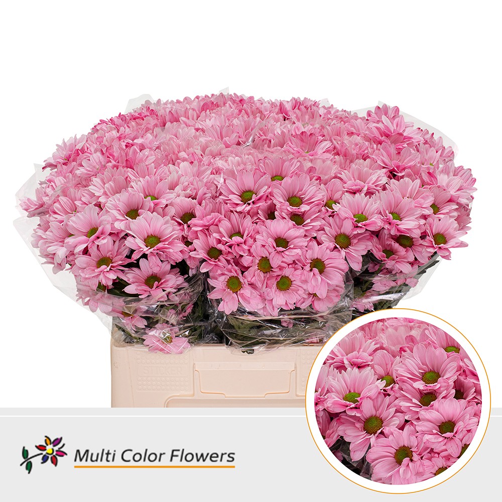 Chrysanth Spray Painted Bacardi Pink 60cm