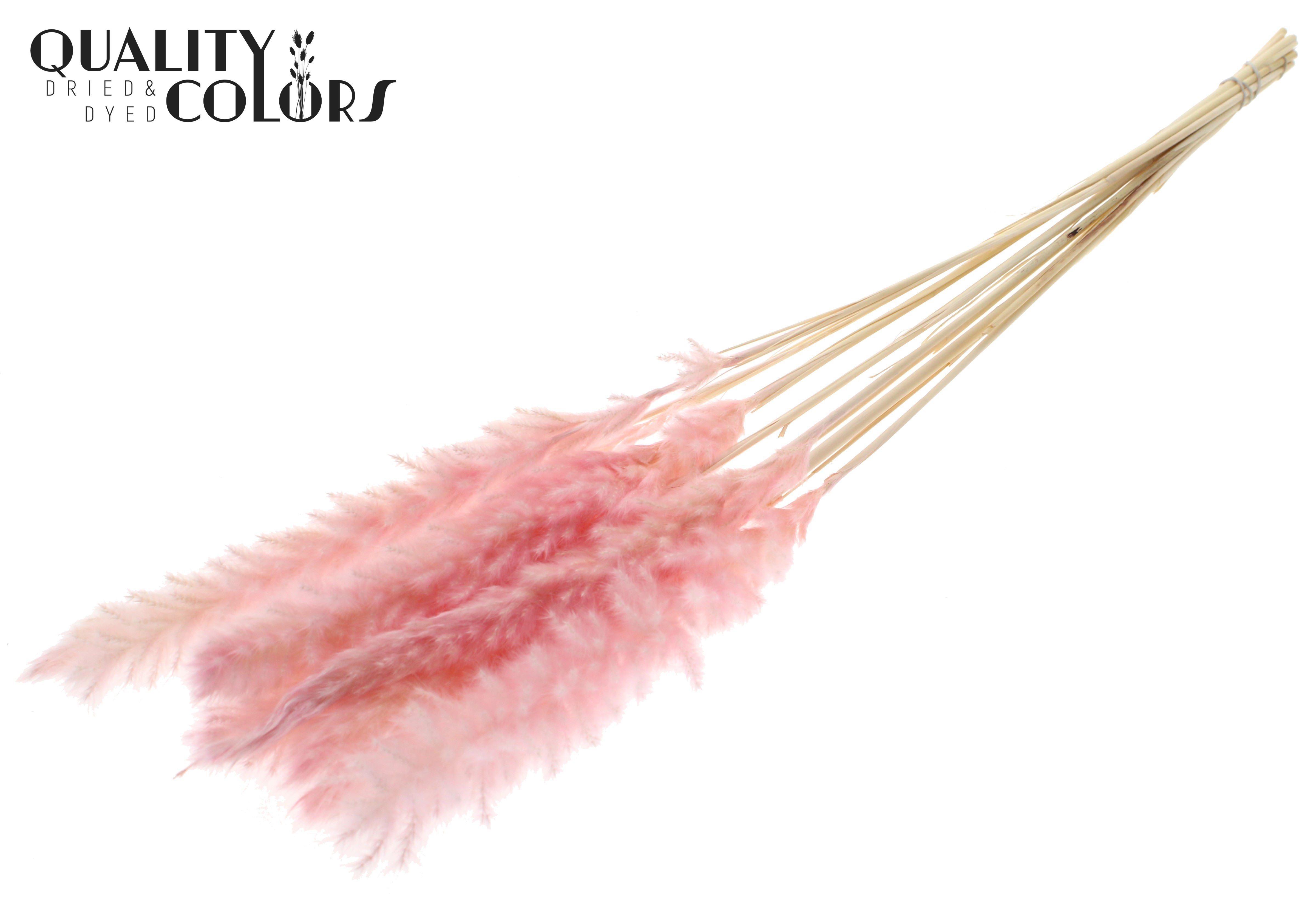 Fluffy Pampas Light Pink Per Bunch 70cm