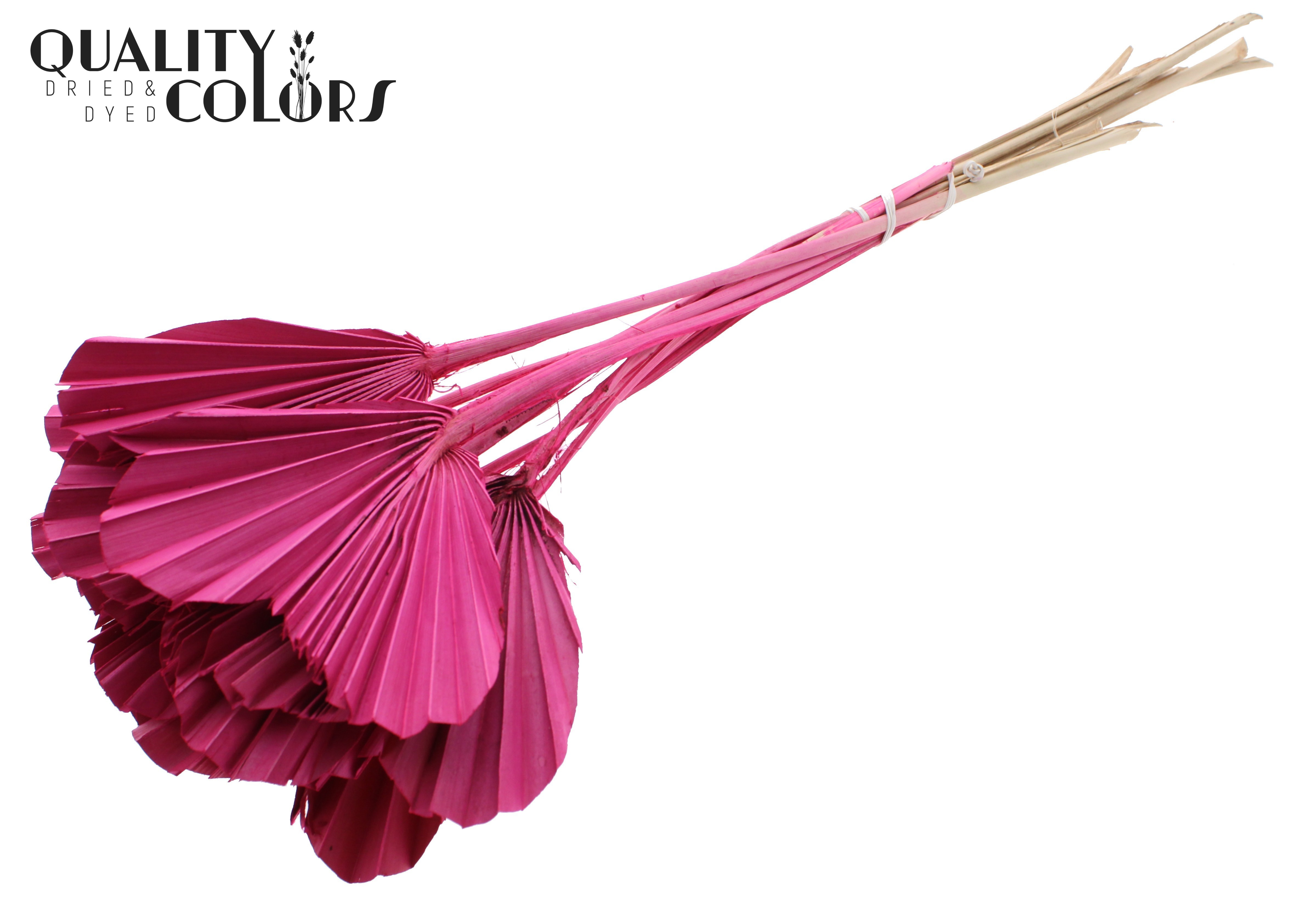 Palm Spear Heart Cerise 45cm