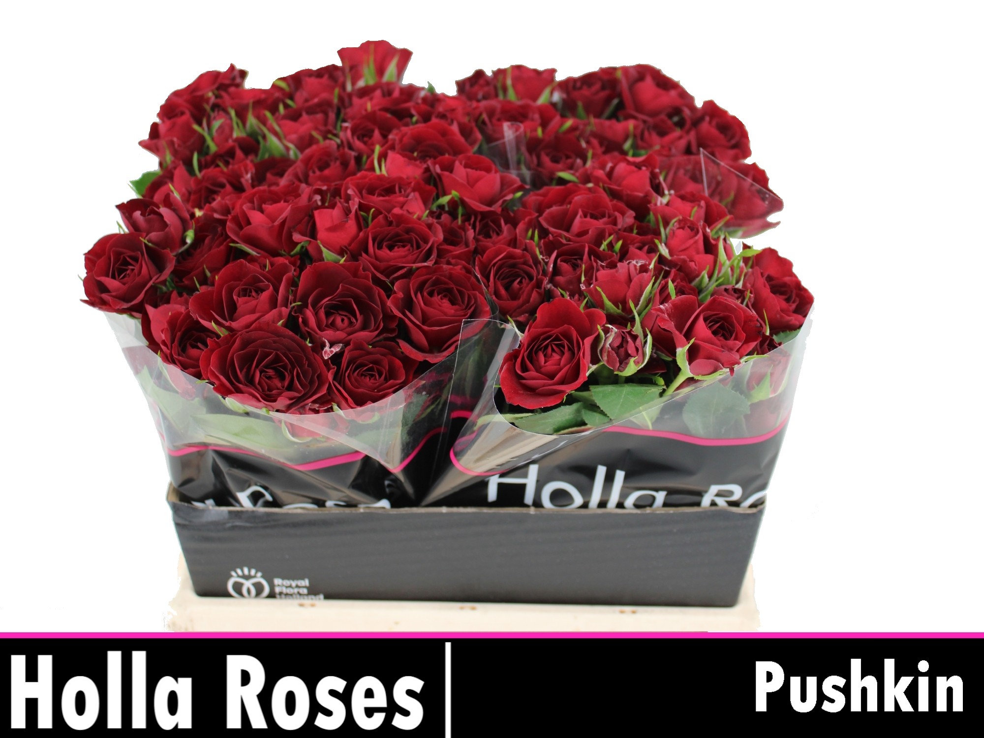 Rosa Spr Pushkin 40cm