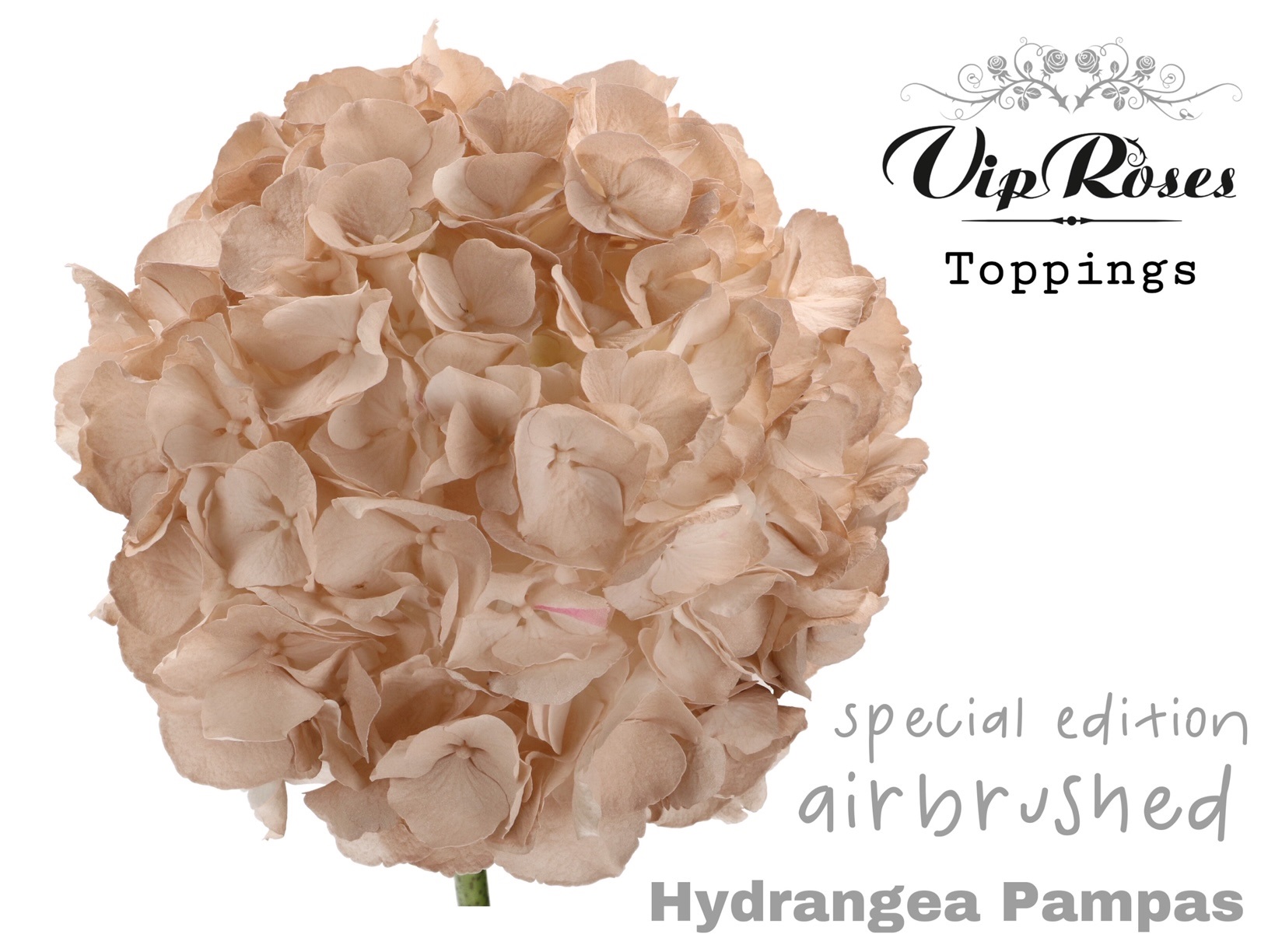 Hydr M Pampas 80 Cm 80 cm