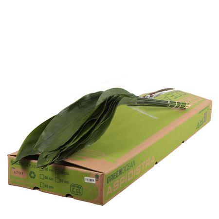 Aspidistra Eliator 80cm