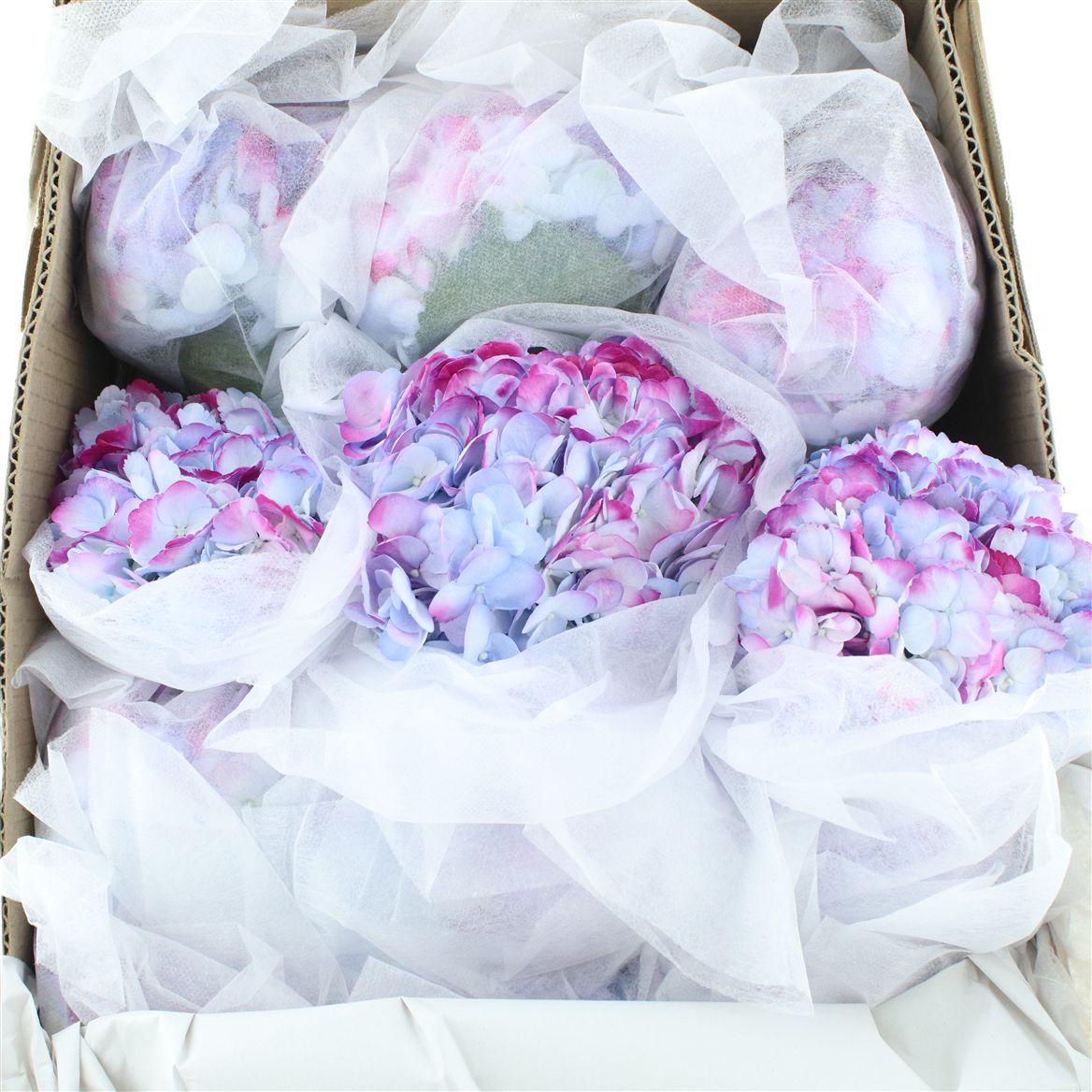Hydr M Adrissa Magenta Premium