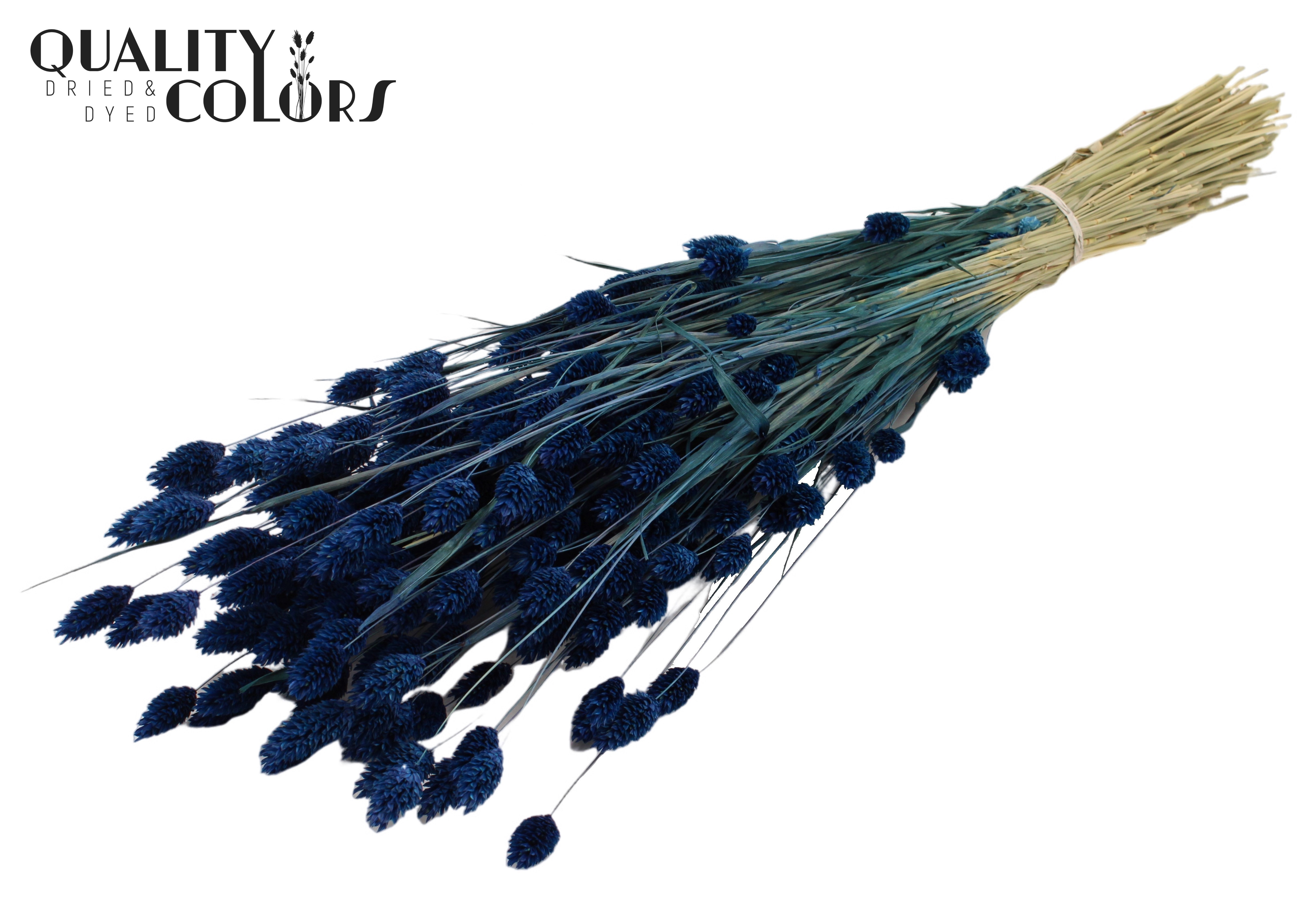Phalaris Dark Blue Per Bunch 60cm 220gr.