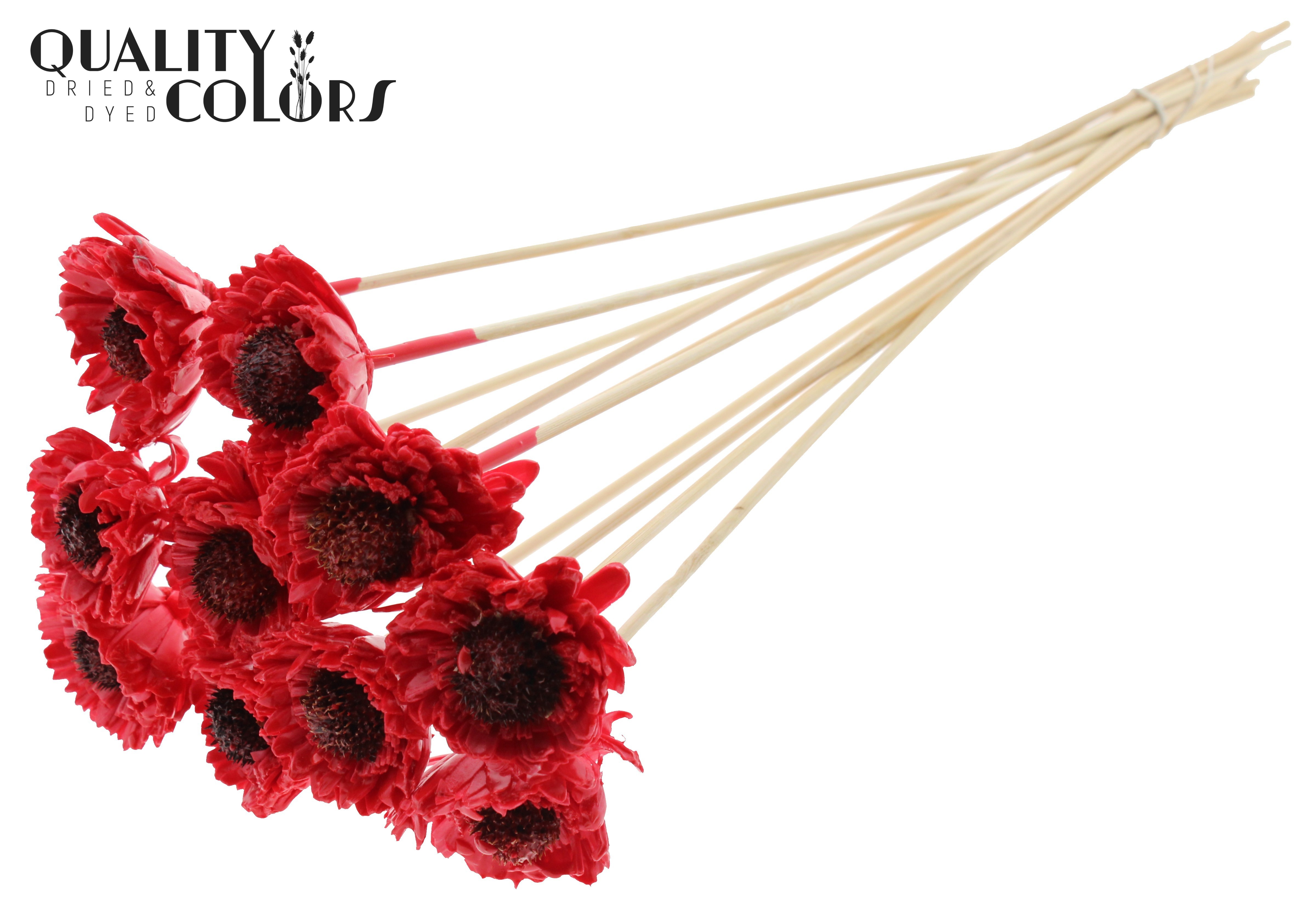 Shola Daisy Sunflower Wax Red 50cm
