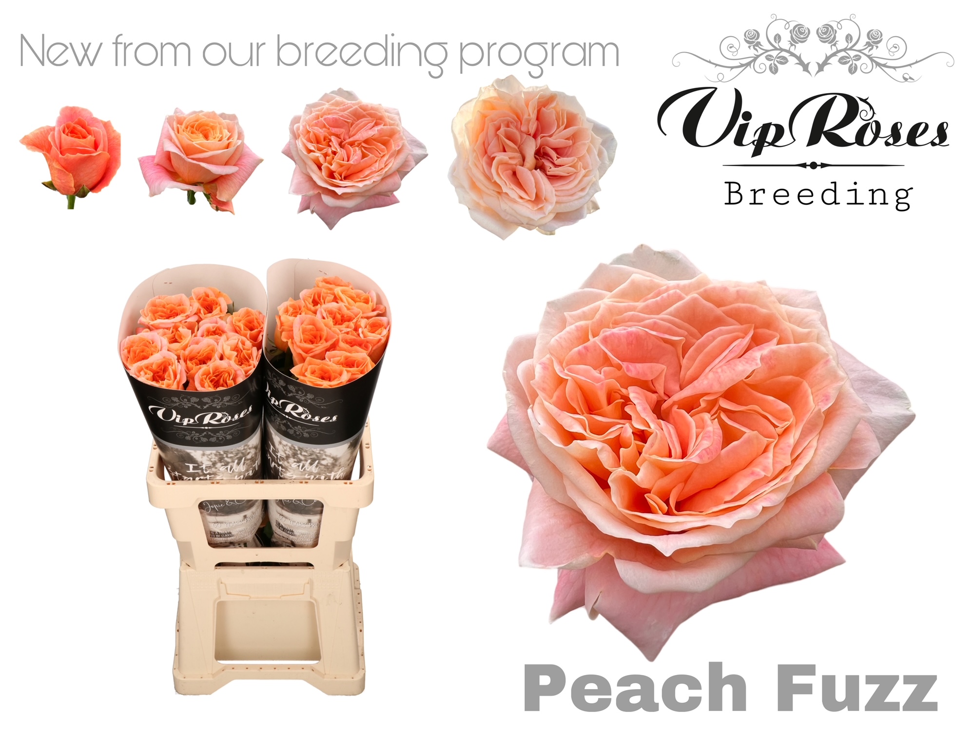 R Gr Peach Fuzz