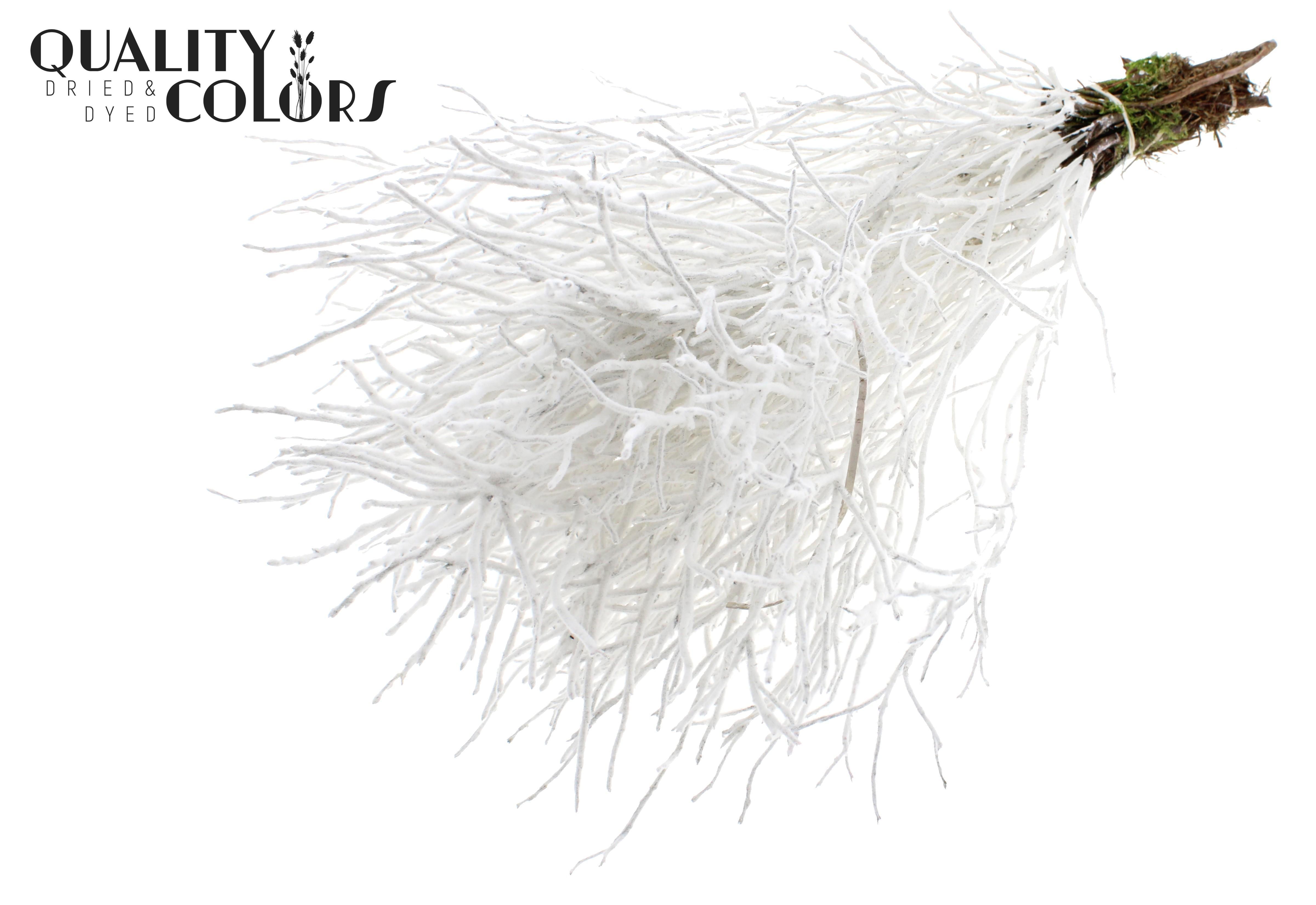Vaccinium Huckleberry White With Flock Per Bunch