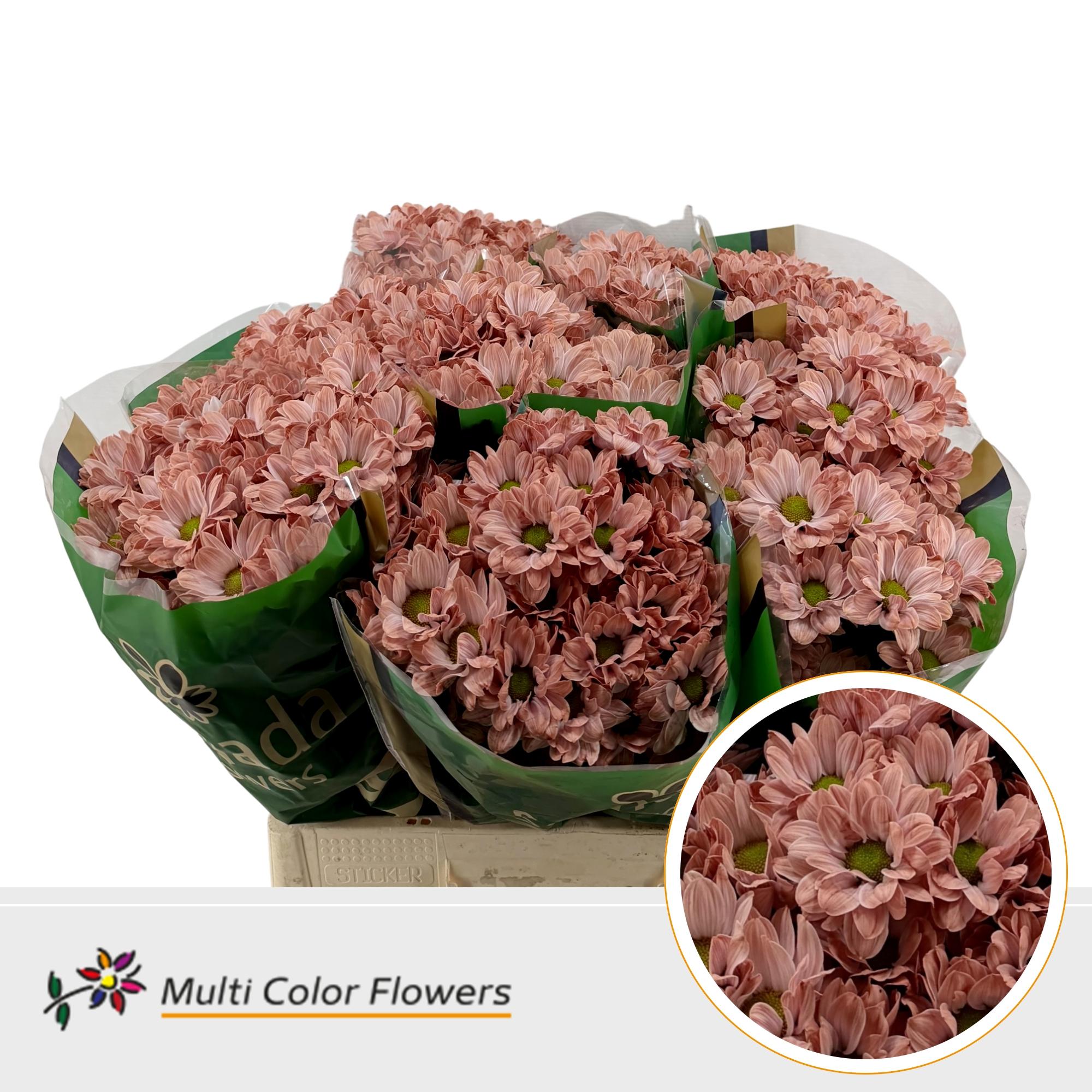 Chrysanth Spray Painted Kennedy Terracotta Dream 60cm