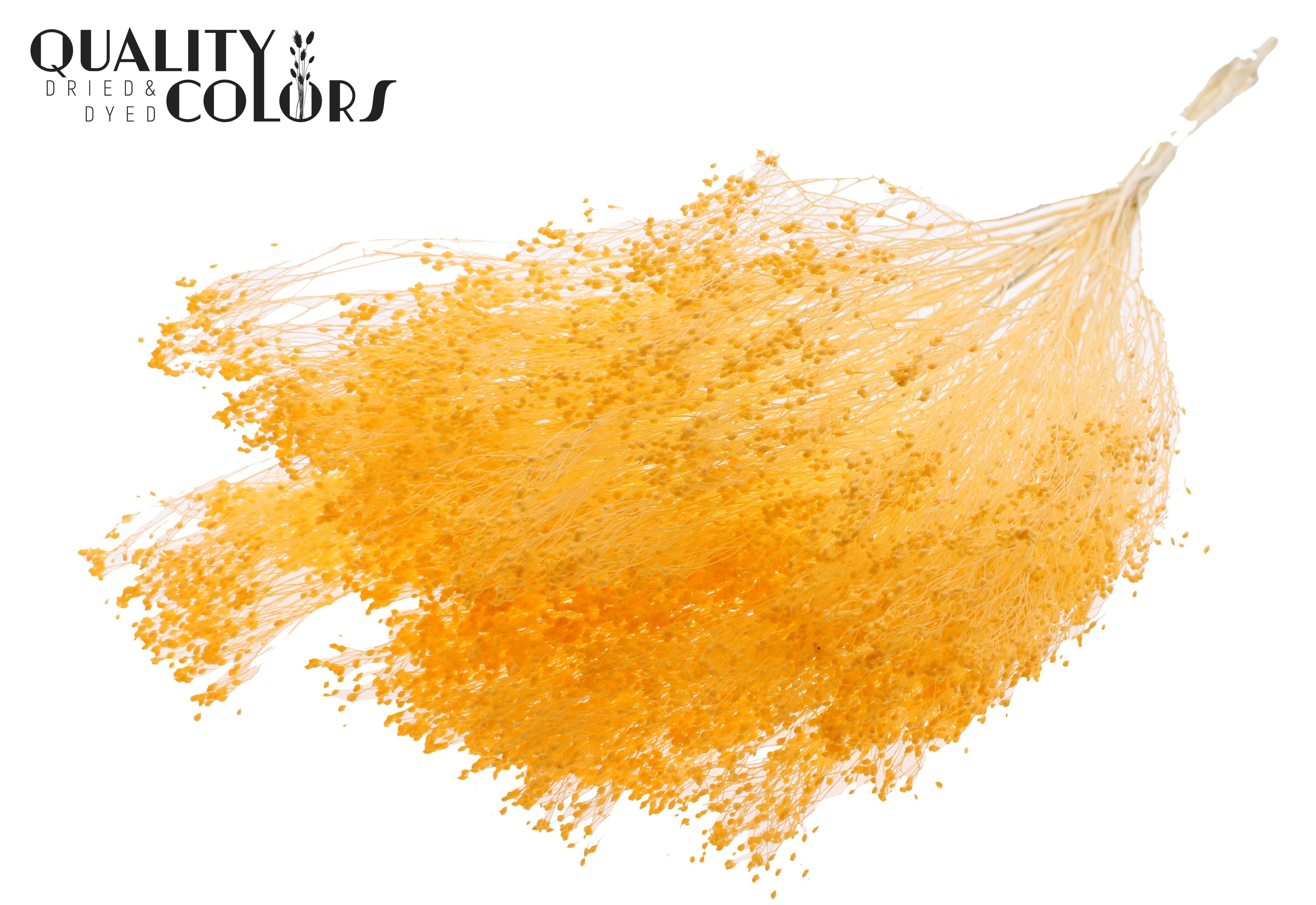 Broom Bloom Apricot Per Bunch 50cm