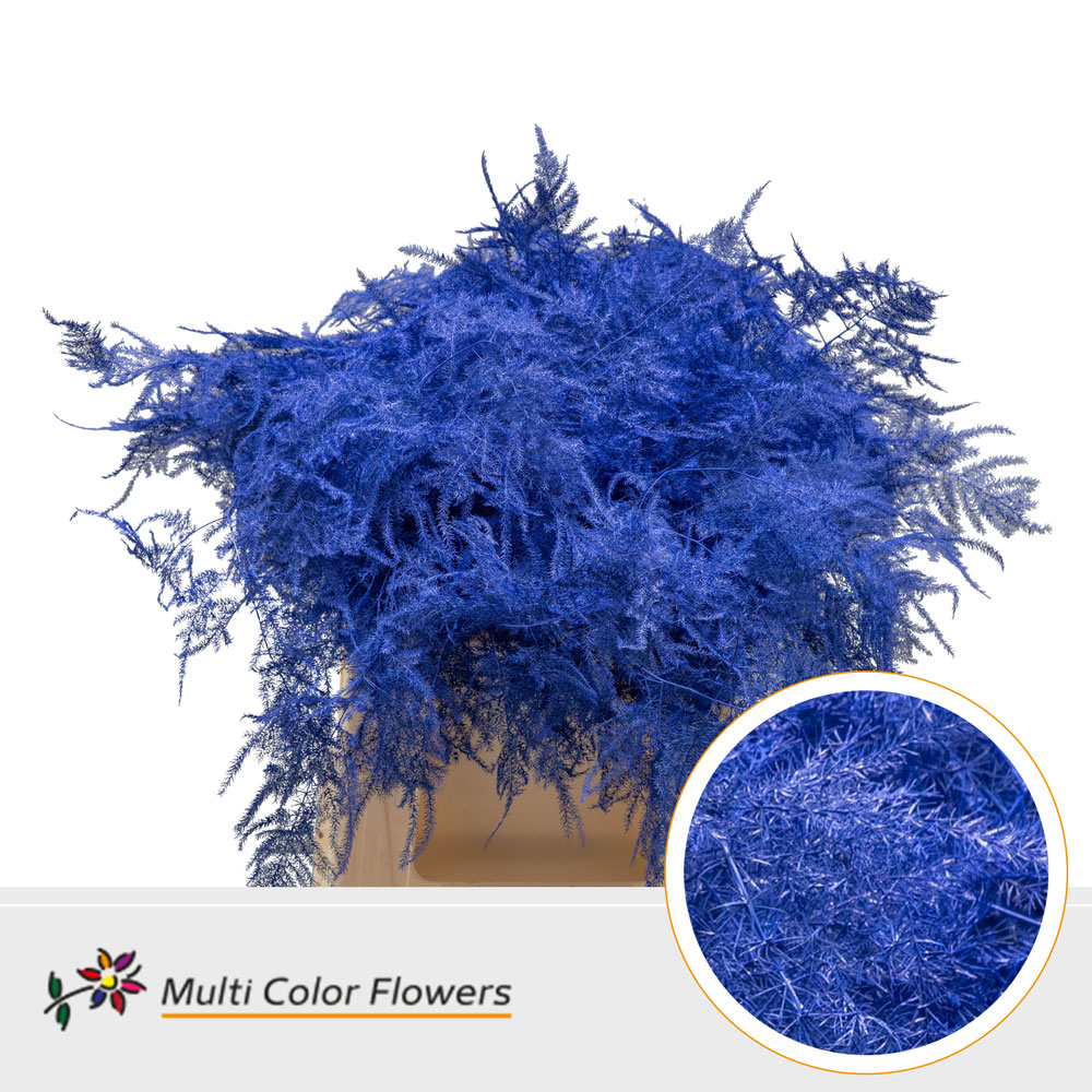 Asparagus Setaceus Painted Dark Blue 45cm