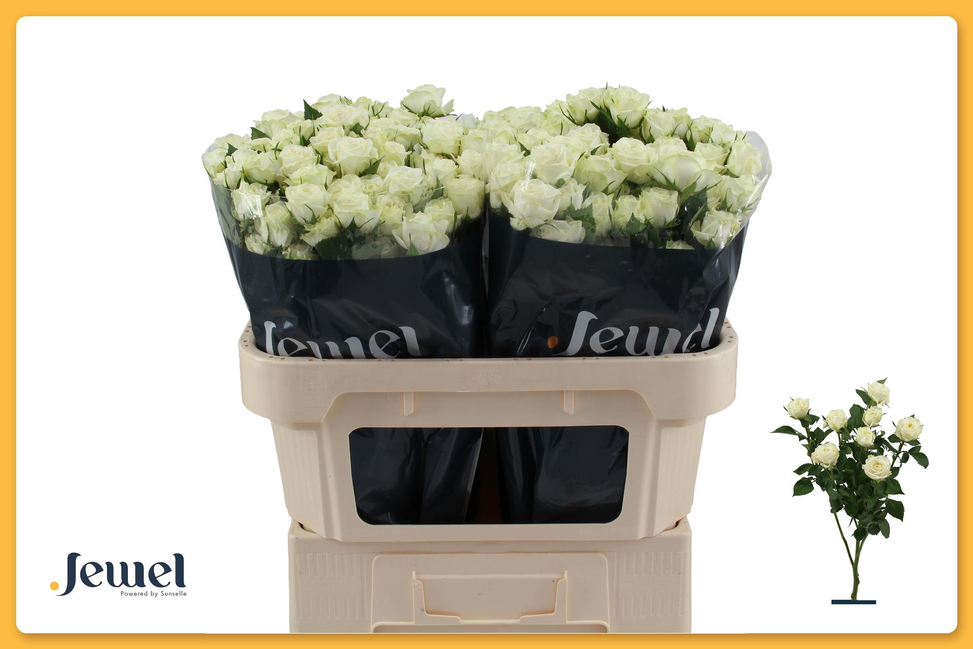 Rosa S Pr Milky Way 70cm