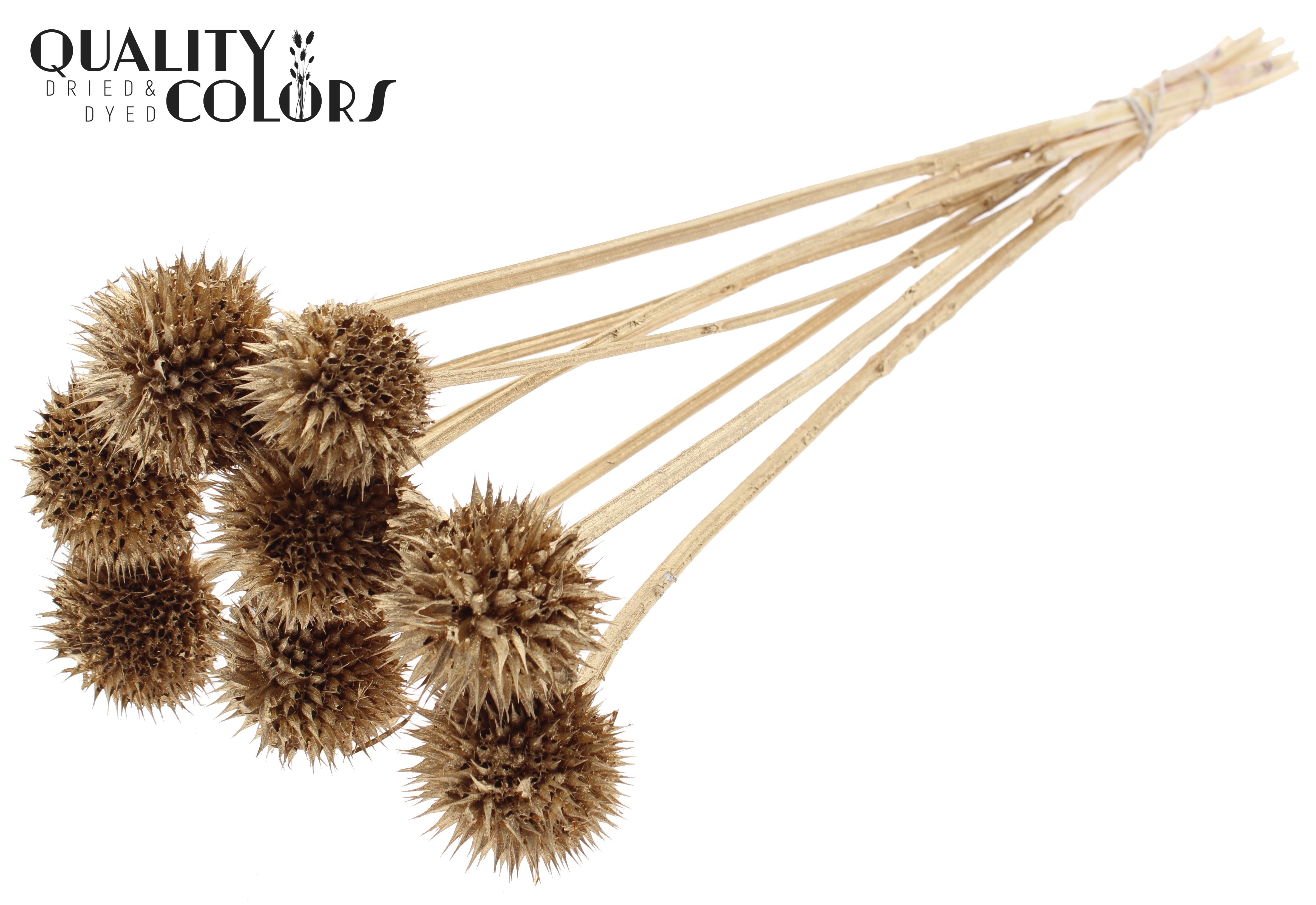 Leonotis Leonurus Antique Gold Per Bunch 50cm
