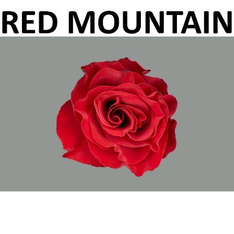 Rosa Sw Red Mountain 50cm
