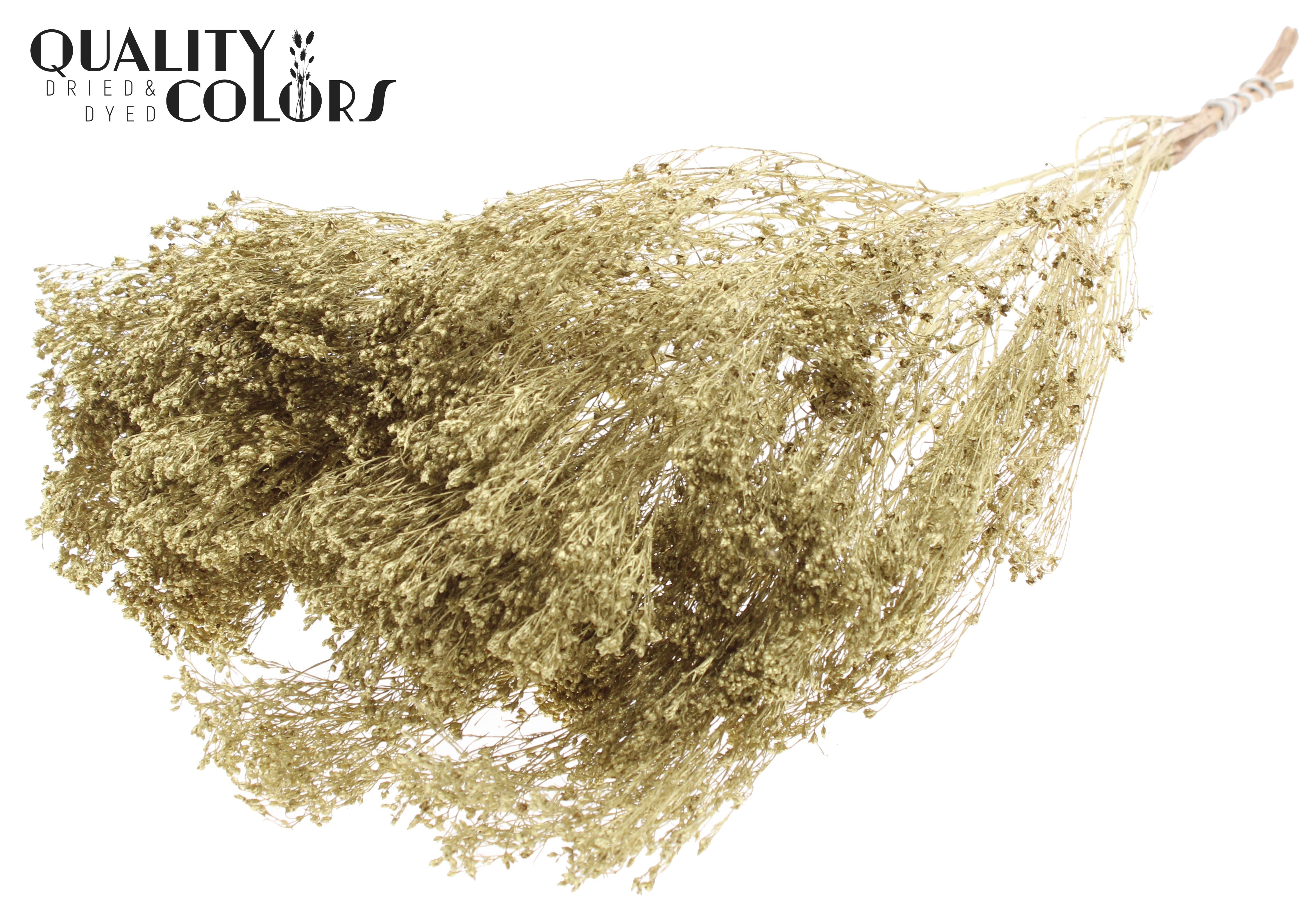 Broom Bloom Gold Per Bunch 50cm