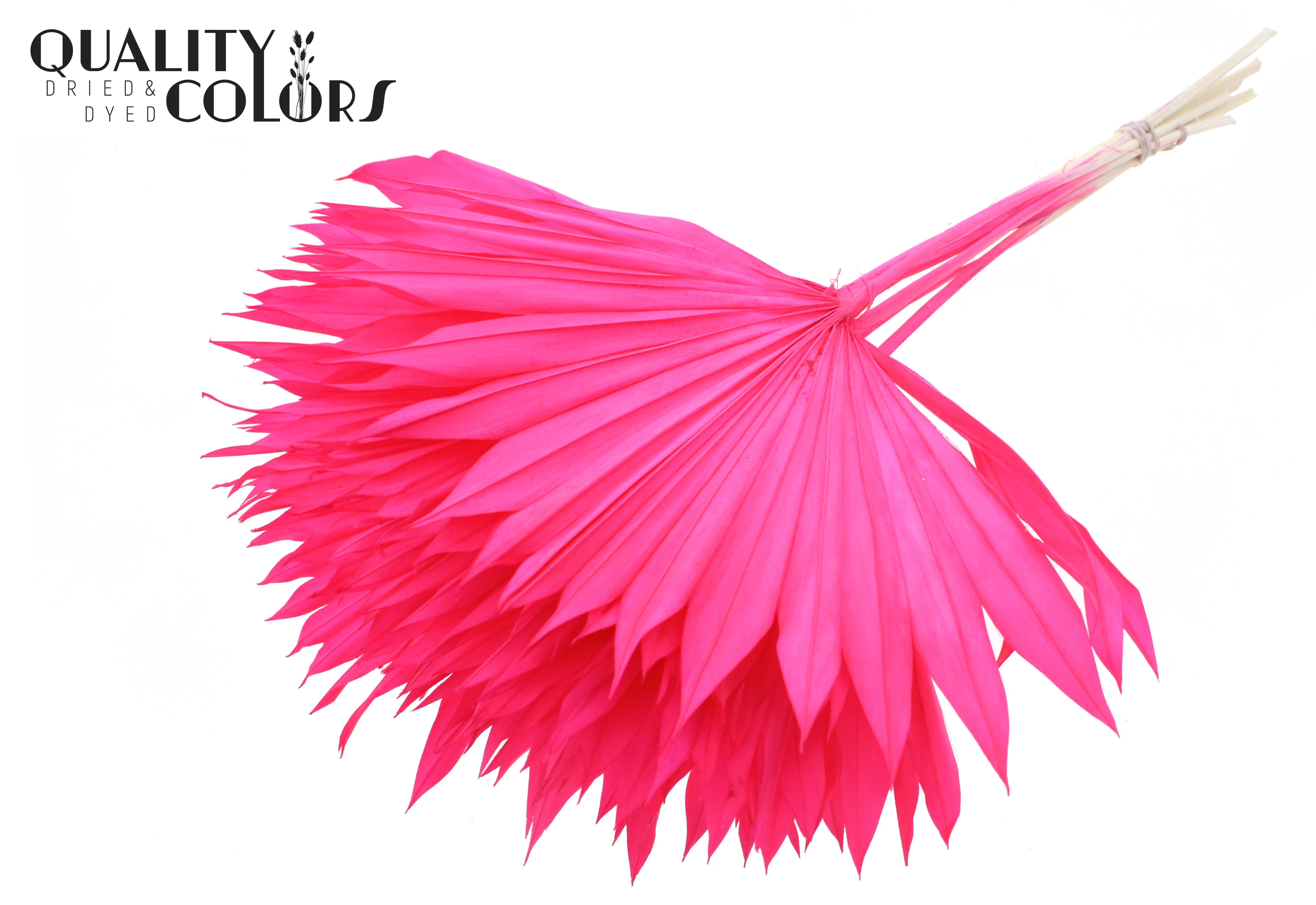 Palm Sun Intense Cerise 50cm