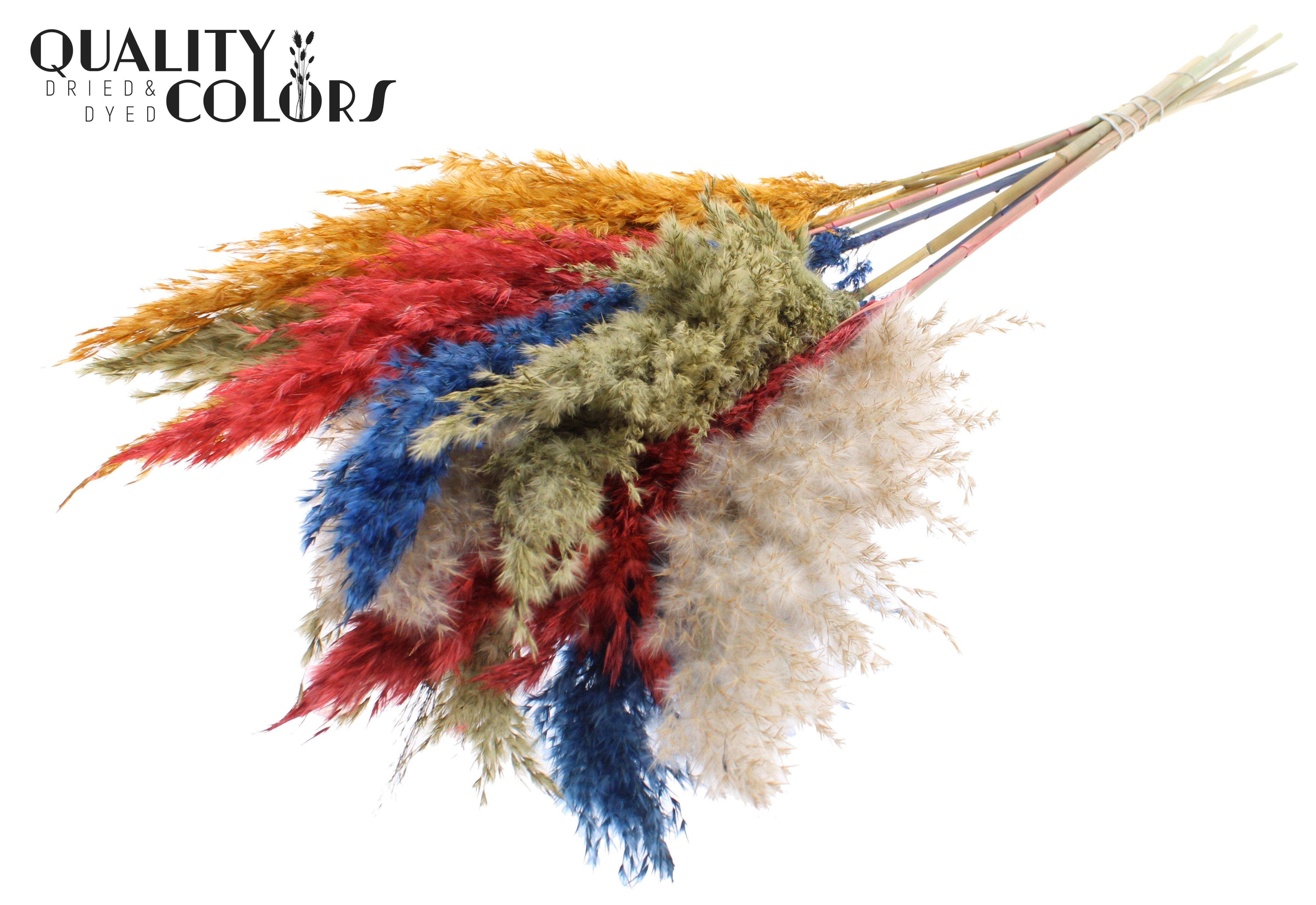 Pampas Grass Colourful 6 Per Bunch 70cm