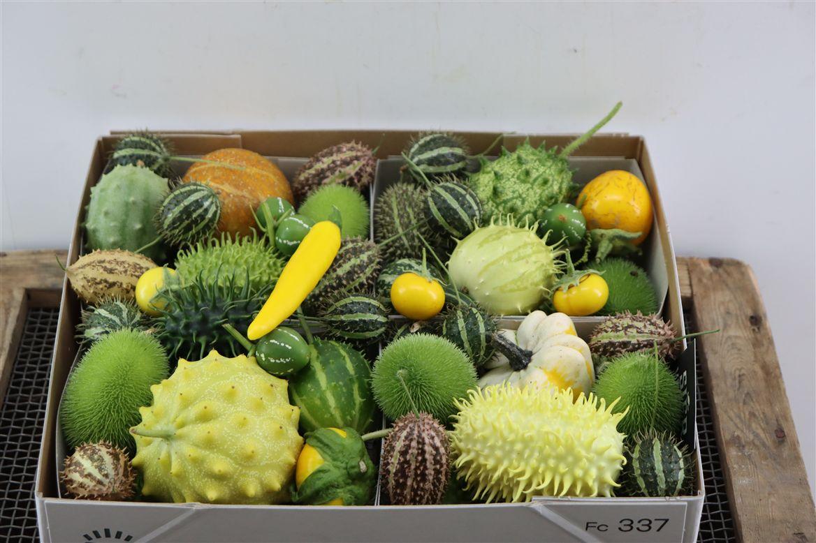Sier Cucumis Mix Spec Yellow X4 Holl