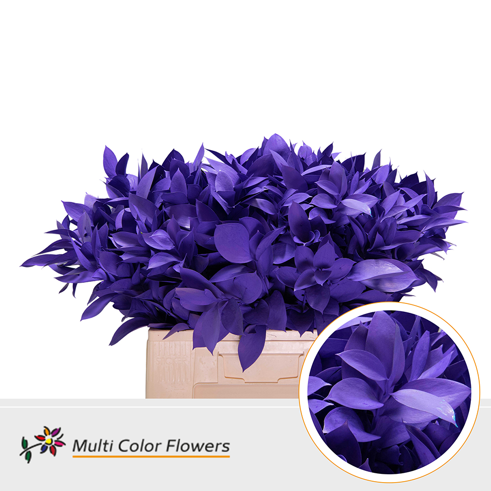Ruscus Violet Donker
