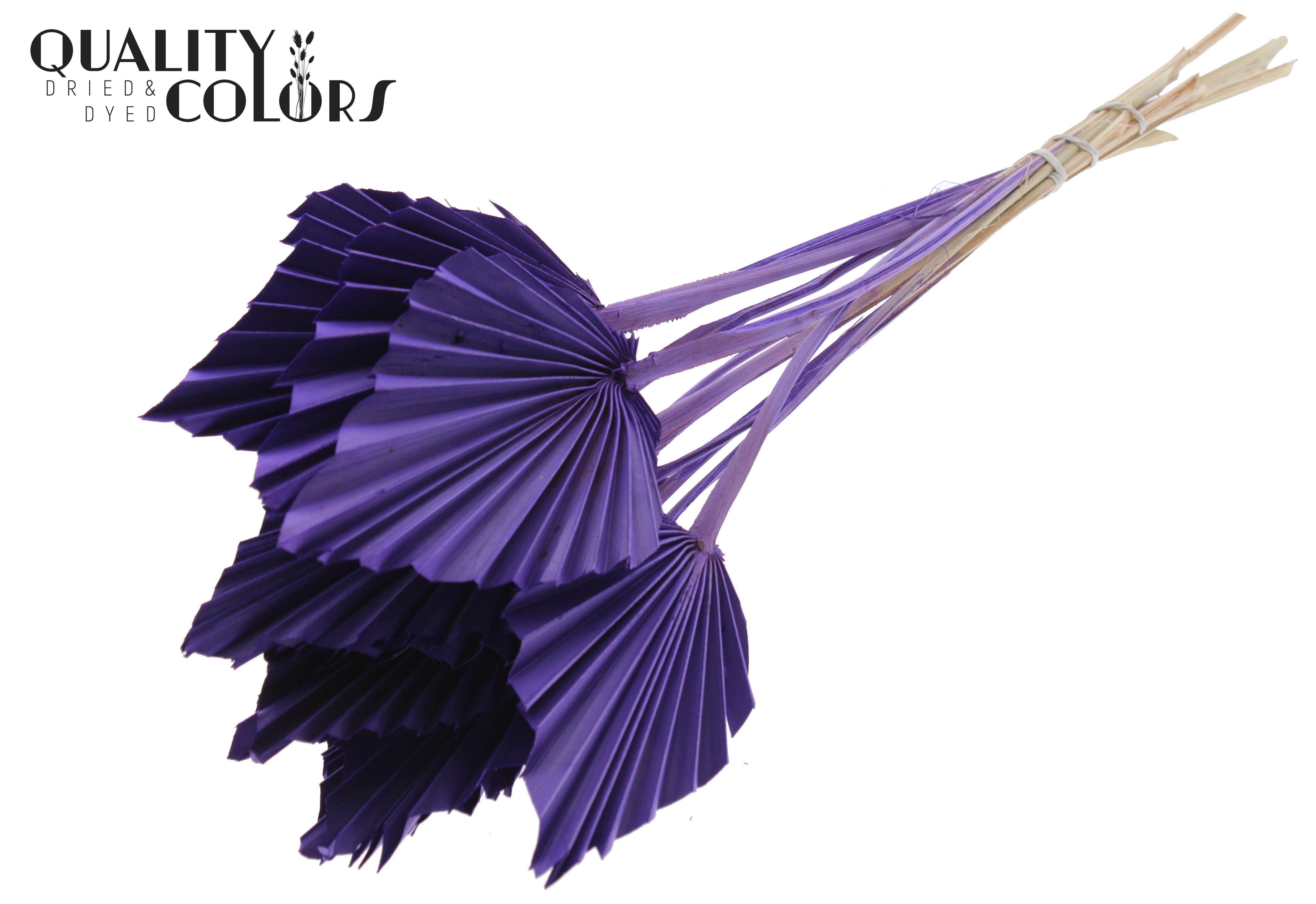 Palm Spear Purple 50cm