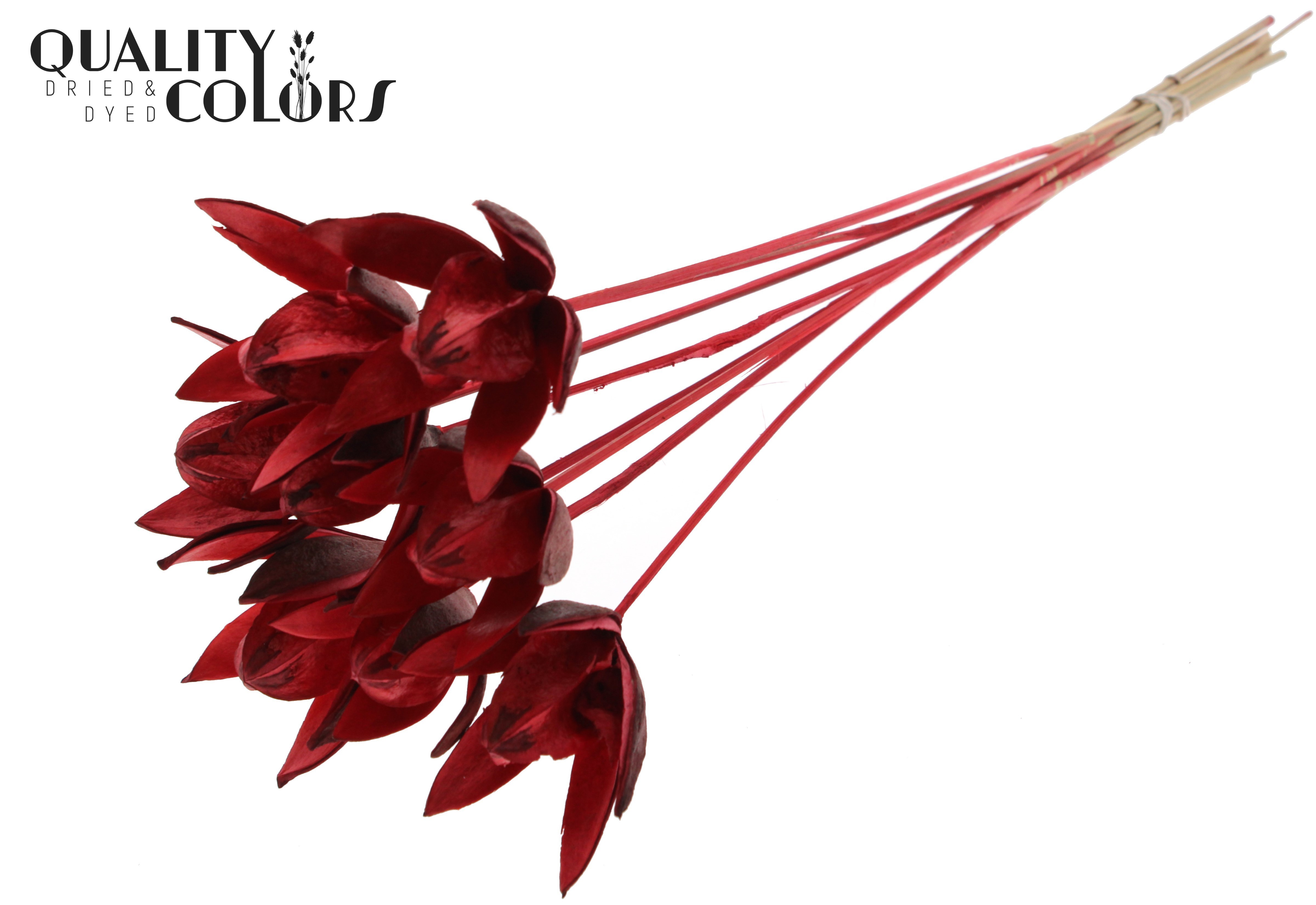 Wild Lilly Red 50cm