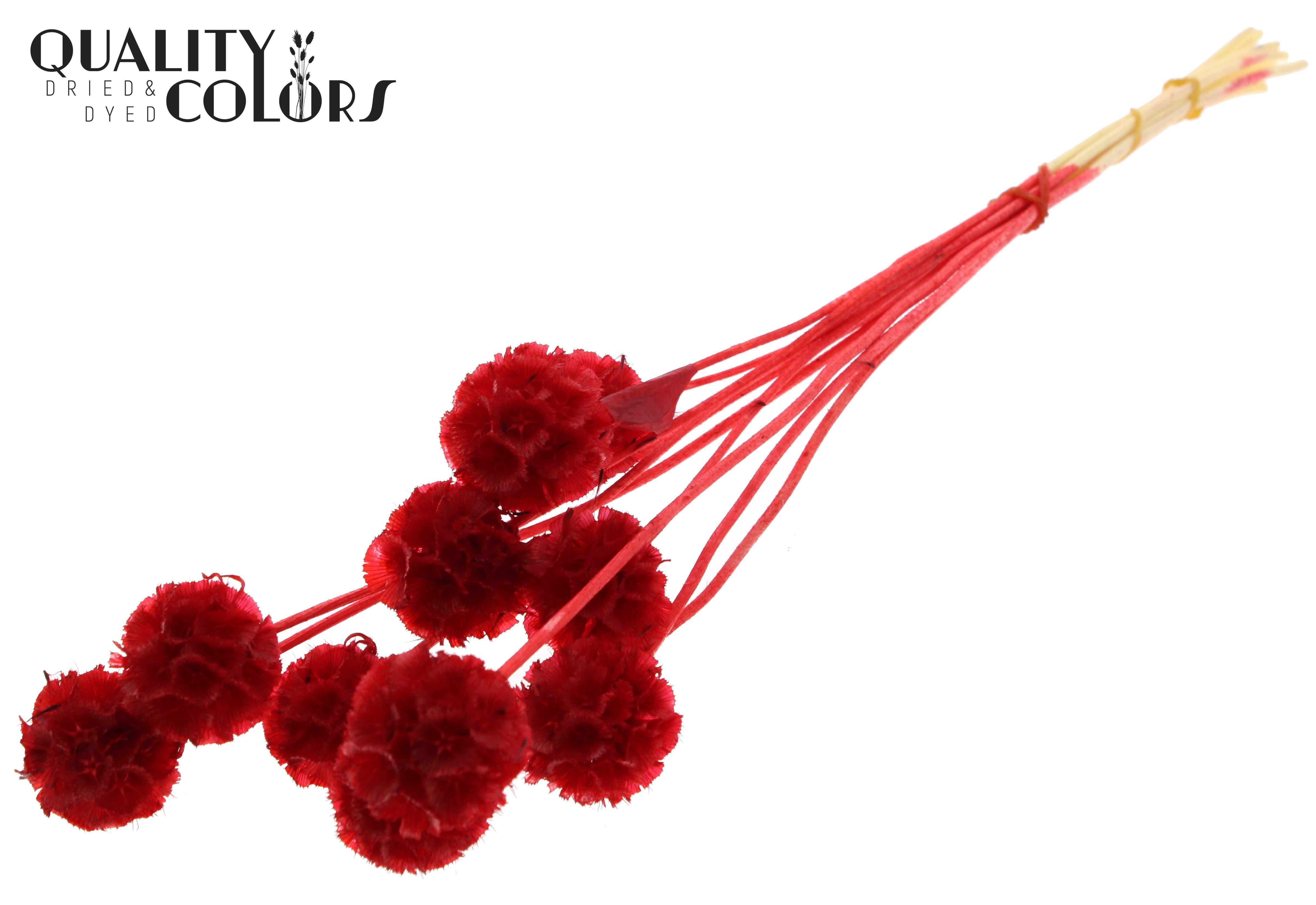 Scabiosa Red Per Bunch 35cm