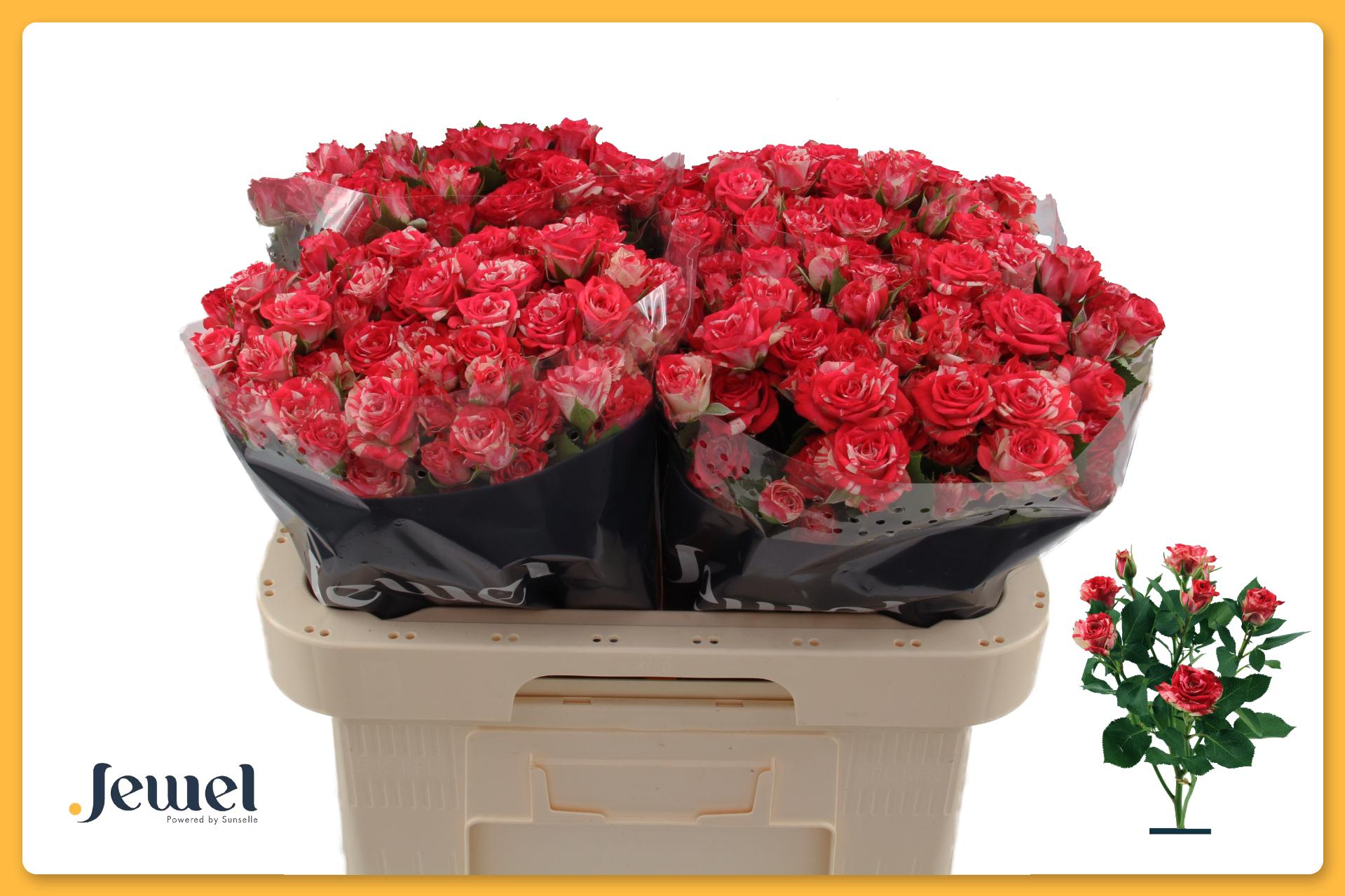Rosa Spr Fireworks 60cm