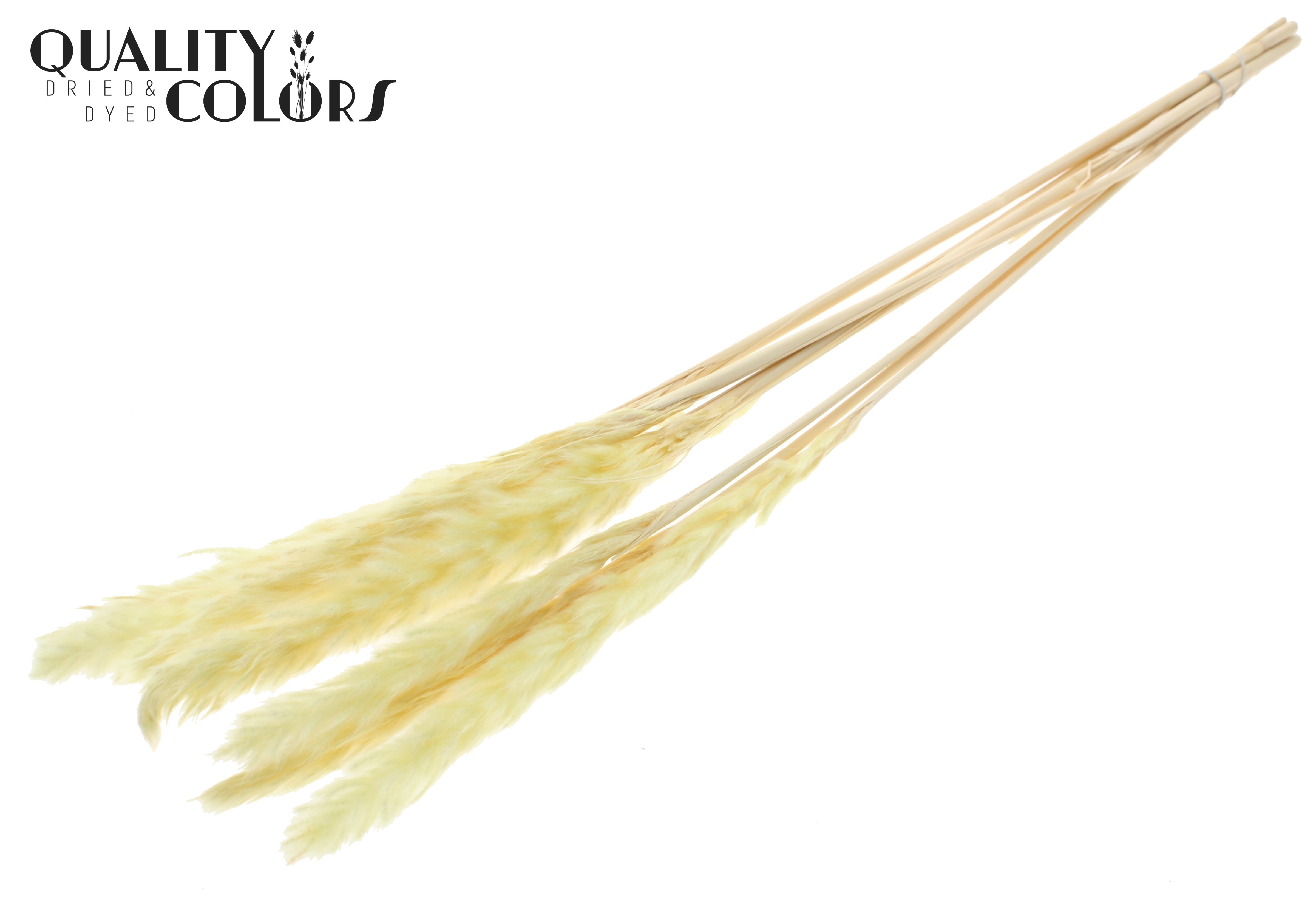 Fluffy Pampas Yellow Per Bunch 70cm