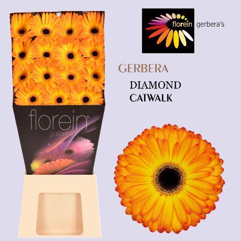 Ge Gr Catwalk Diamond 45