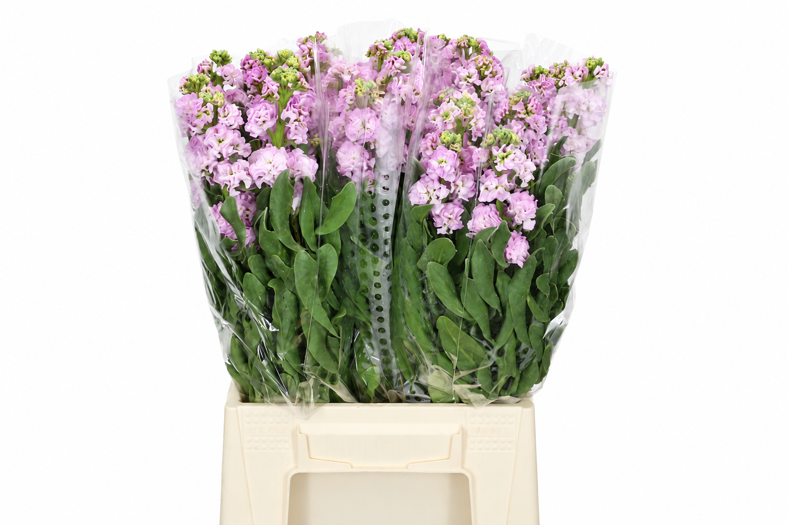 Matthiola Iron Cherry Blossom